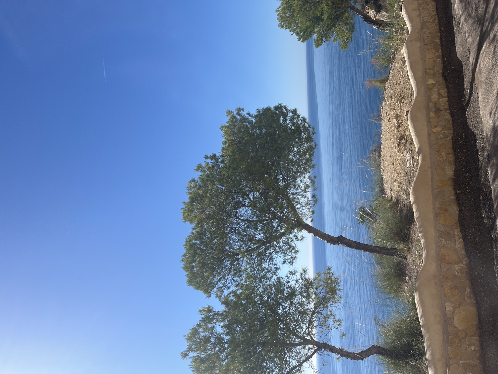 The image captures a coastal scene in El Poble Nou de Benitatxell, Spain. The vantage point is from a cliffside path, as evidenced by a section of the path composed of dark material and bordered by a low stone and plaster wall on the right side of the frame. The Mediterranean Sea stretches into the distance, rendered as blue with subtle variations suggesting sunlight reflection on the water's surface. Three trees are prominently featured in the foreground, their trunks leaning and reaching toward the water, with their green foliage contrasting against the blue sky. Clear, blue sky occupies the upper left of the frame. There is a contrail in the sky. The cliffside is covered in dry grasses and sparse vegetation between the trees and the path.
