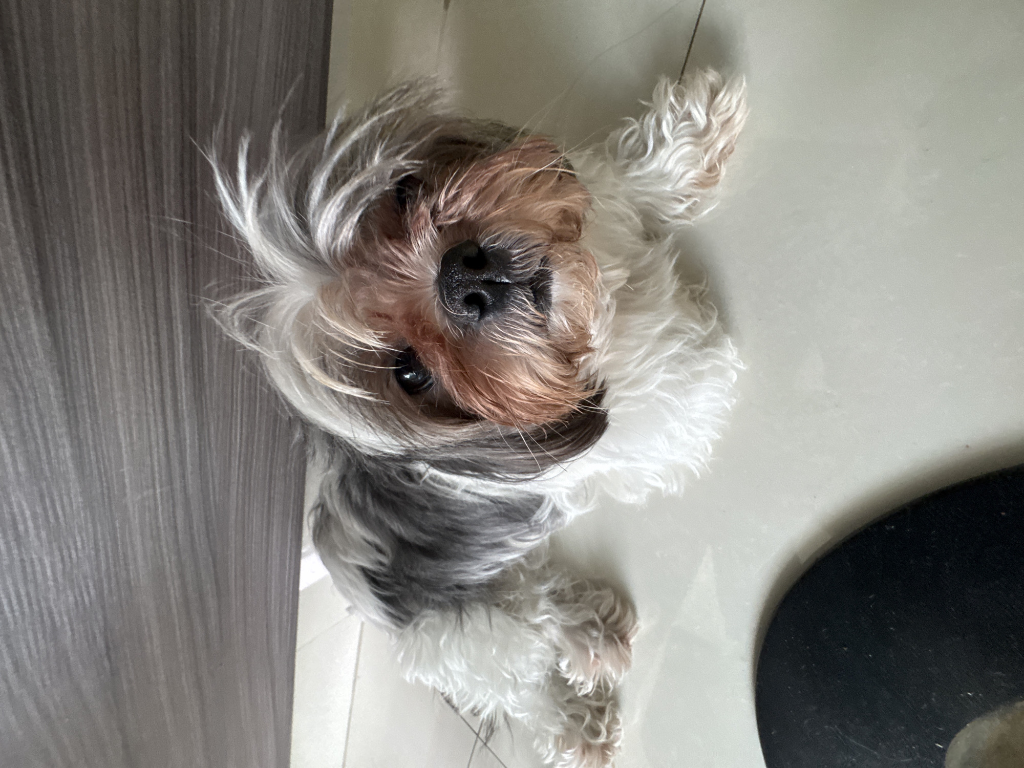 A small, long-haired dog, possibly a Yorkshire Terrier mix, is lying on a light-colored tile floor. The dog has white, gray, and tan fur, with a black nose. Part of a gray wooden cabinet is visible on the left. A black circular object is in the bottom right corner of the image. The location is in the city of Puebla, Mexico.