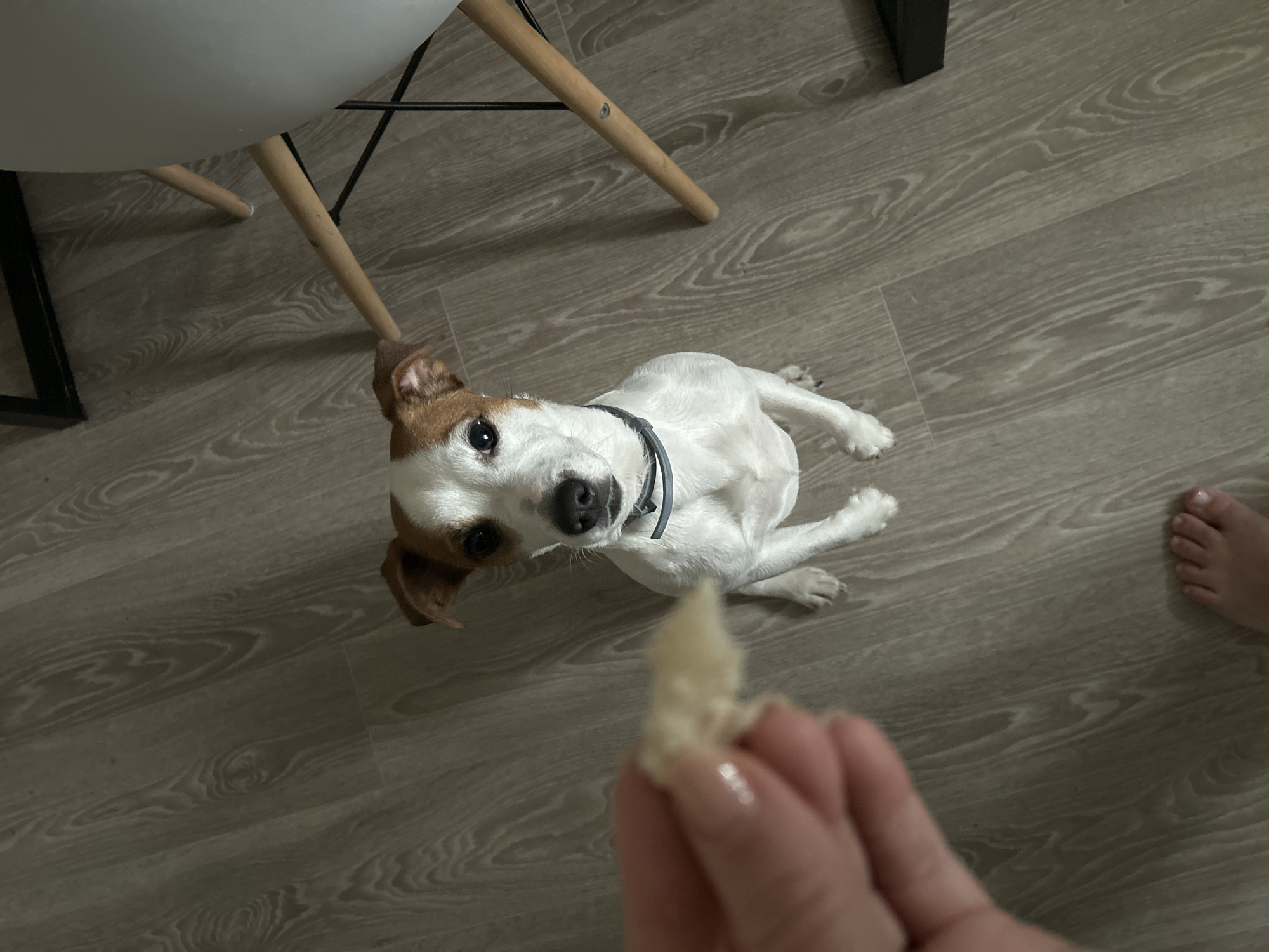 The image depicts an indoor scene in the city of Chaikovsky, Russia. The environment consists of a light greyish-brown laminate floor with visible wood grain patterns. A Jack Russell Terrier, predominantly white with brown patches on its ears and above its eyes, sits upright on its haunches, centered in the frame, directly facing the camera. The dog wears a dark grey collar and displays an attentive posture. In the foreground, a human hand with manicured fingernails extends from the left, holding a small, light-colored, irregularly shaped food item towards the dog. The toes of a bare human foot are visible on the floor in the lower right quadrant. In the upper right background, partial elements of furniture are discernible, including thin, light-colored wooden legs and dark metal cross-bracing, next to a larger light-colored solid object, possibly part of a chair or table.