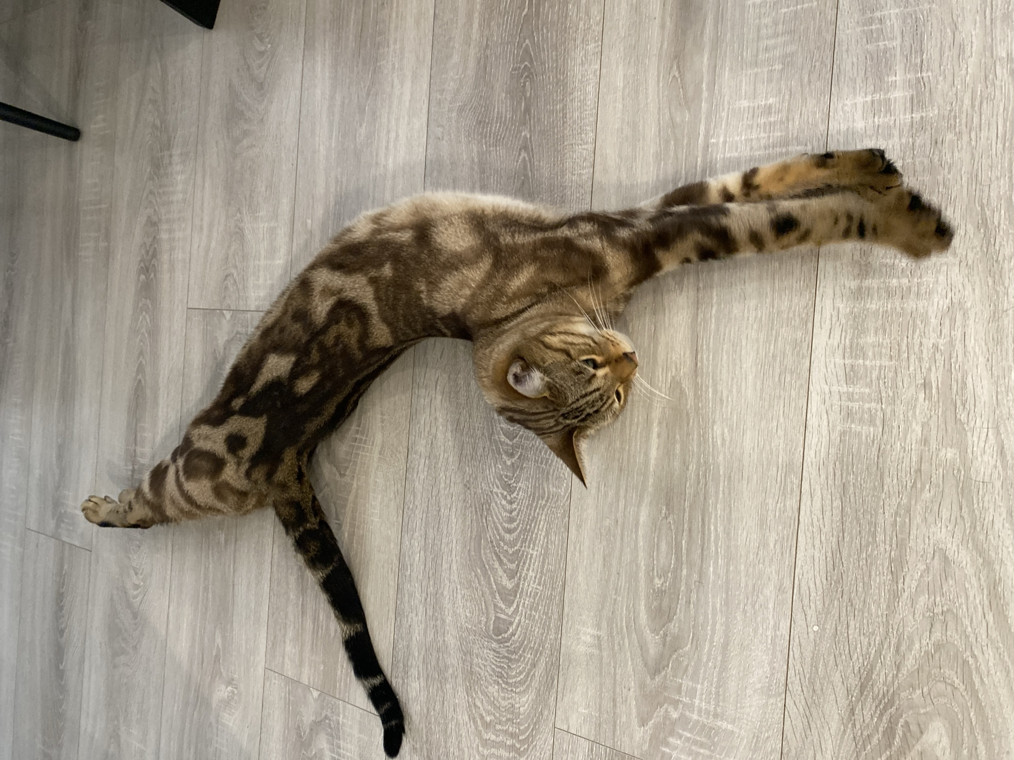 A domestic short-haired cat is stretched out on a light-colored, wood-plank floor, appearing to be in a deep stretch or yoga pose. The cat has brown and black tabby markings with distinct spots. Its body is elongated, with its front paws extended forward and its hind legs stretched backward. The cat's head is turned to the side, and its eyes are partially closed. The floorboards are laid horizontally in the image. The background shows a dark leg of a chair or table, suggesting the cat is indoors. There are no people visible in the image. The location is specified as the city of Chaikovsky, Russia.