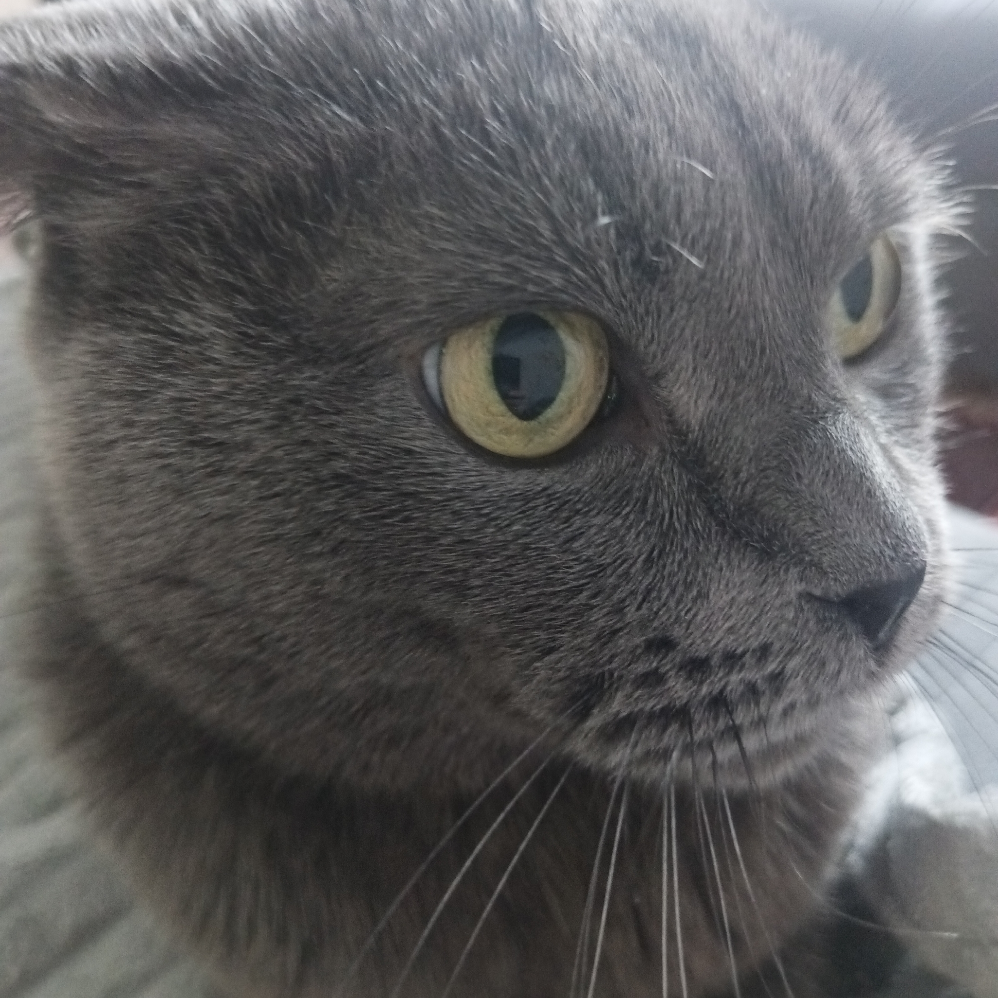 A close-up shot of a gray cat's face, focused on its eyes, nose, and whiskers. The cat has short, dense gray fur and yellow eyes with black pupils. The cat is looking slightly to the right of the frame. The background is blurred. There is no verifiable information to confirm that this image was taken in Chaikovsky, Russia.