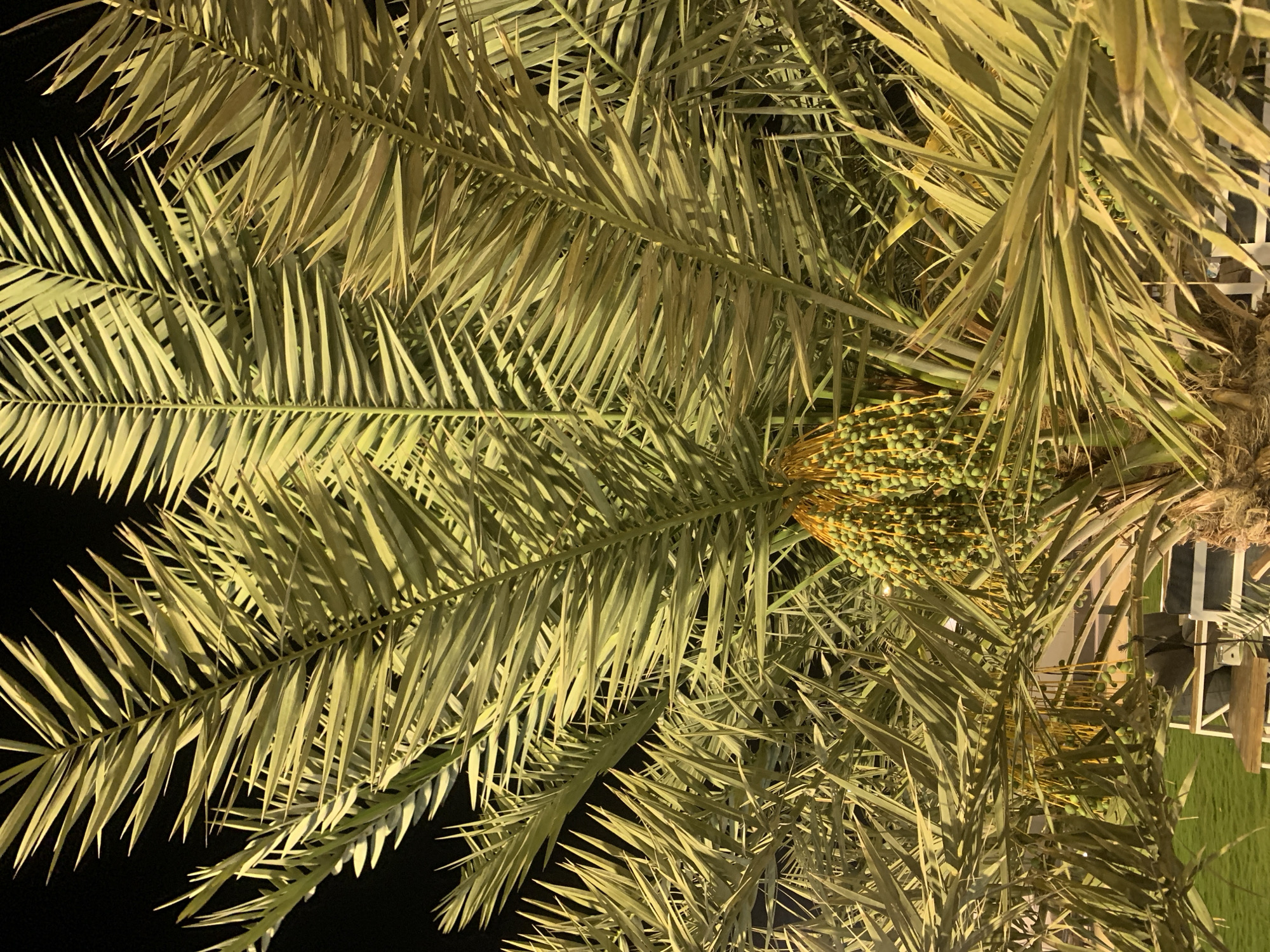The image depicts a palm tree at night in Al Jubaylah, Saudi Arabia. The tree is laden with unripe, green dates. The fronds are illuminated by artificial lighting. A fence and possibly a patch of grass can be seen in the background. The majority of the image is dark.