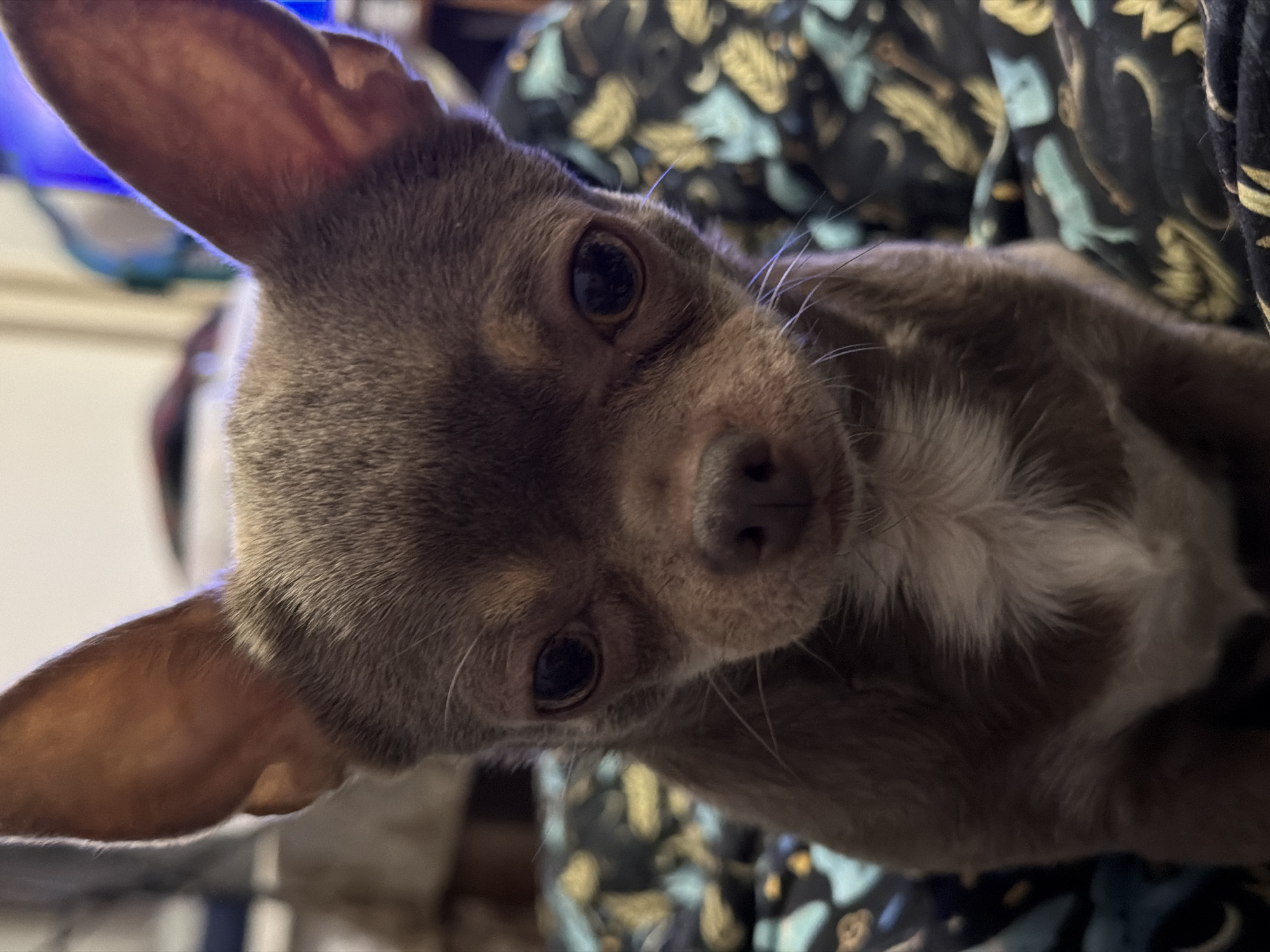 A close-up, slightly tilted portrait captures a small dog, possibly a Chihuahua, with short, greyish-brown fur. The dog's large, pointed ears are prominent, and a patch of white fur is visible on its chest. Its dark eyes look directly into the camera, conveying an alert and curious expression. Detailed individual hairs and whiskers are visible on its face, emphasizing the texture of its fur.
The background is softly blurred, featuring a dark fabric adorned with abstract patterns in light blue/teal and yellow, which could be a blanket or cushion. In the upper left, a diffused bright blue light source suggests an indoor setting, possibly from a screen or artificial lighting. The lighting on the dog is clear and focused, highlighting its features against the soft background.
No specific activity is depicted other than the dog observing the camera, likely in a relaxed or resting pose. There is no visible text within the image. This scene is located in Saint Petersburg, Russia.