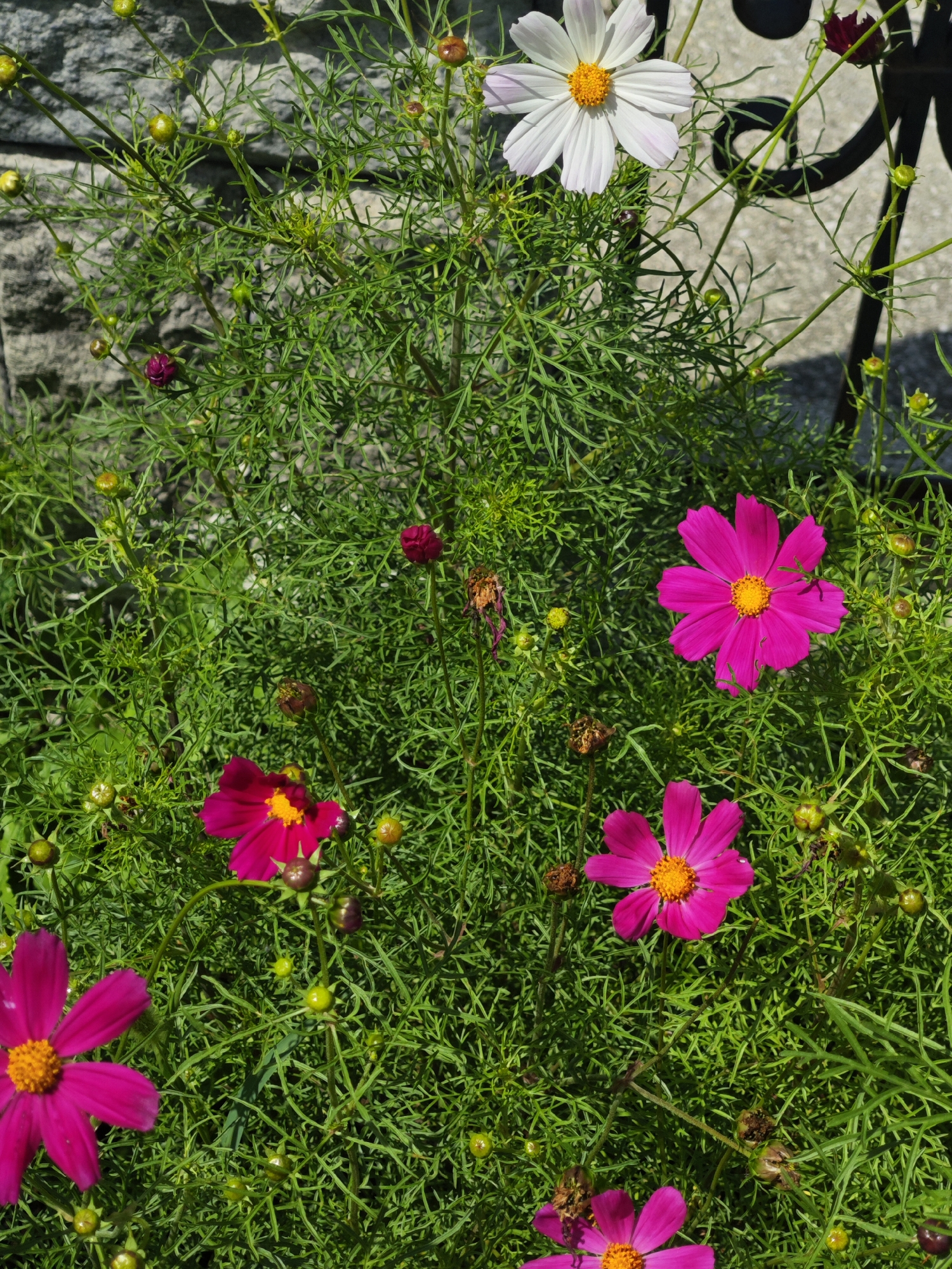 The image shows a close-up of a dense bush of bright green, feathery foliage dotted with several pink and one white cosmos flower. The white flower, positioned at the top center, has delicate white petals with a faint pink blush around the edges, and a prominent bright yellow center. Several pink cosmos flowers are scattered throughout the image, each with vibrant pink petals and a yellow center. Some of the pink flowers are in full bloom, while others are budding or have begun to wilt, with dried brown petals. Numerous small, round green buds are also visible among the leaves. The background consists of a grey stone wall on the left and a blurred black metal fence on the right. The lighting suggests a sunny day, with harsh shadows indicating direct sunlight. The overall scene appears to be an outdoor garden setting in a city, though the specific location within the city is unknown.