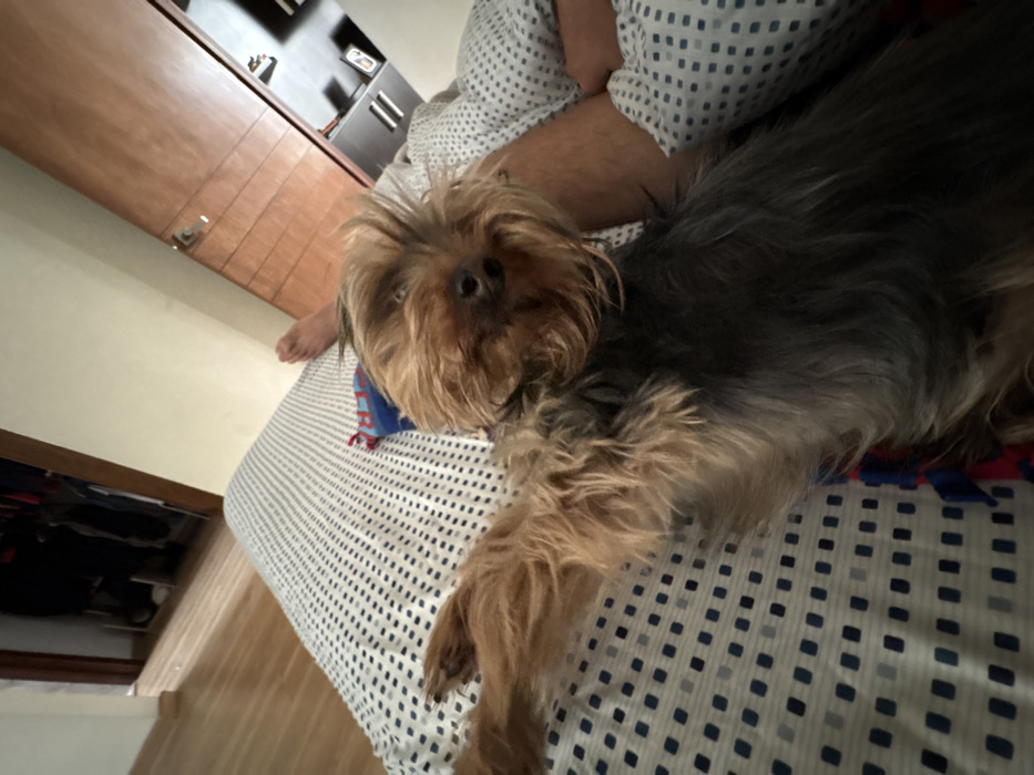 A brown and gray long-haired dog is lying on a bed with a blue and white patterned comforter. The dog is facing the camera with its head slightly tilted. The dog's left front paw is extended. A person's legs are visible behind the dog, also on the bed. A light brown cabinet is in the background, along with a dresser. The floor is light brown wood.
