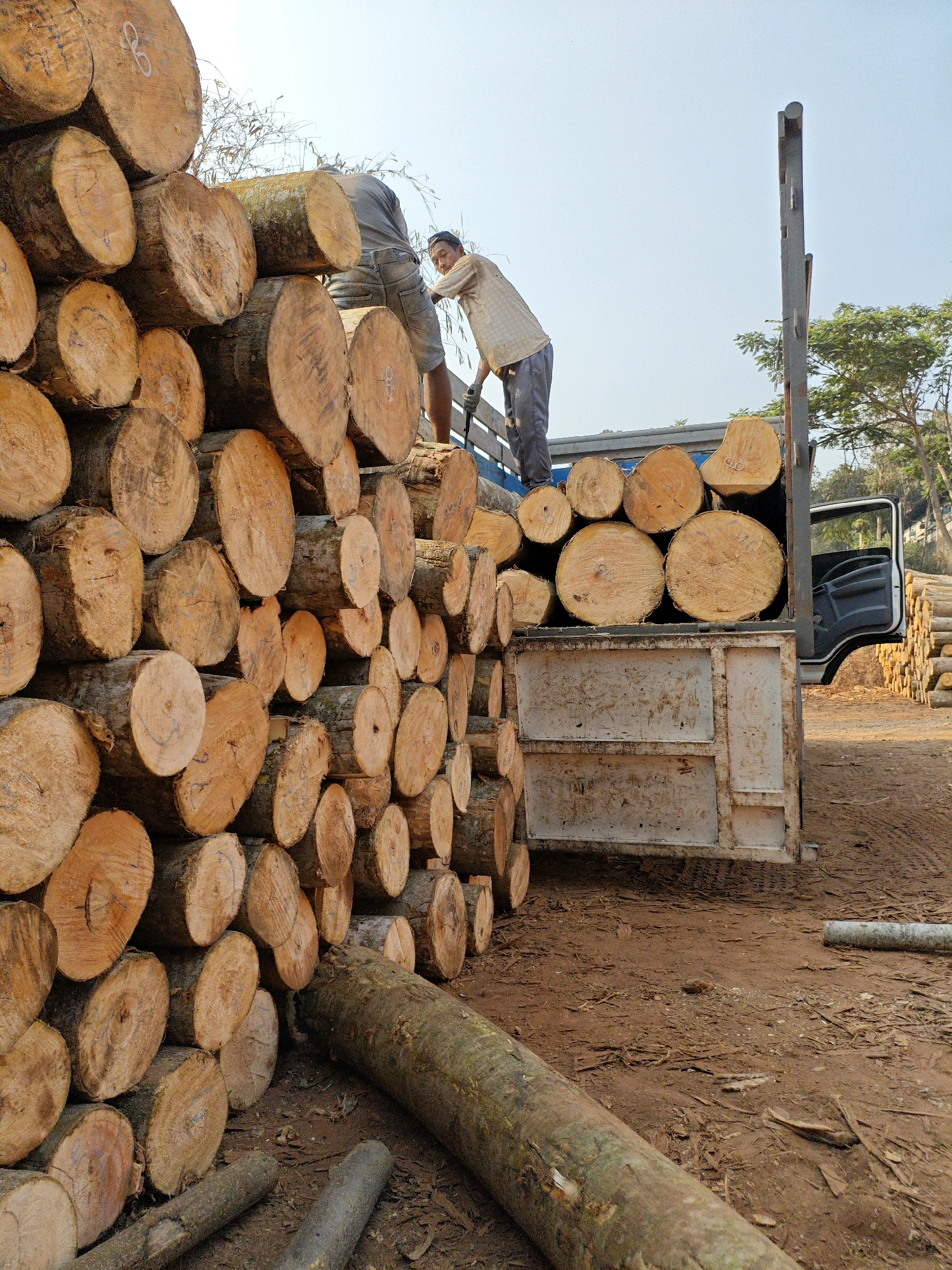 This is a photograph taken in Penundan, Indonesia, showing a truck loaded with freshly cut logs. The logs are stacked high in the truck bed, with more logs piled on the ground in the foreground and to the right. Two men are visible in the photograph. One man, wearing a light-colored shirt and dark pants, is standing in the truck bed, appearing to be in the process of loading or organizing the logs. He is facing away from the camera. Another man, wearing a dark shirt and shorts, is also in the truck bed, bending over and interacting with the logs. The truck is open-sided, with the driver's side door ajar. The ground is covered in dirt and debris, with some scattered leaves and branches. In the background, trees and foliage are visible, suggesting a natural or semi-rural environment. The lighting indicates it is daytime, with a clear sky.