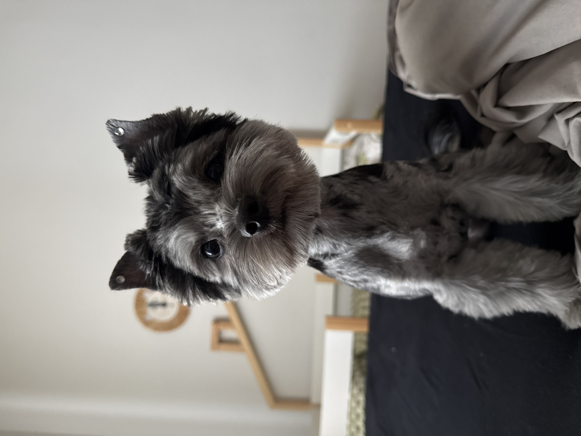 The image shows a close-up, eye-level shot of a small dog, likely a Yorkshire Terrier, sitting on a dark surface, possibly a bed. The dog has a groomed appearance with a fluffy head and a more closely clipped body. Its fur is a mix of black and gray. The dog is facing the camera directly with its ears perked up, one of which has a small, metallic-looking object attached. In the background, there is a lightly colored wall with a circular decorative item and what appears to be a wooden structure, possibly part of a crib or bed frame. The lighting is soft, suggesting an indoor setting. There are no people visible in the image, and no specific elements indicate the location is in Chaikovsky, Russia.