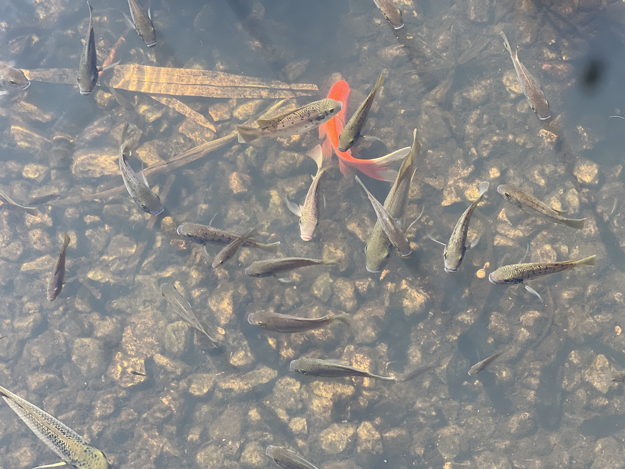 The image shows a top-down view of several small fish swimming in shallow, murky water over a rocky substrate. The water is clear enough to see the fish and the stones on the bottom. Some of the fish are dark brown or gray, while one appears to be bright orange or red. There are also some submerged plants or debris in the water. The overall impression is of a natural or semi-natural aquatic environment, possibly a pond or shallow stream. The mention of Kiryat Bialik, Israel, suggests this scene is located in that city.