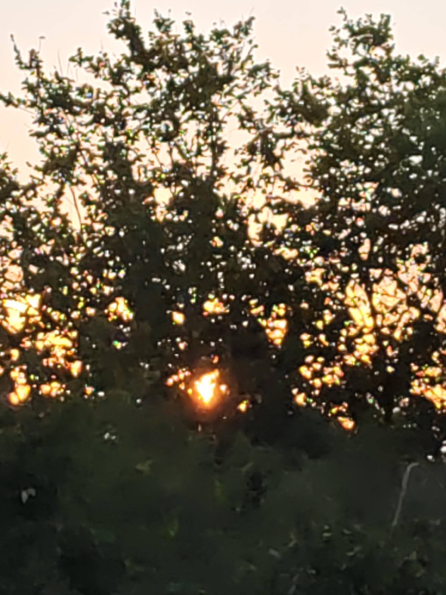 The image depicts a view through dense foliage of trees at sunset. The sky is a pale orange, transitioning to a lighter hue at the top. Sunlight filters through the leaves, creating bright, dappled patterns of orange and yellow. A central, more intense burst of sunlight is visible through a gap in the branches, suggesting the sun is low on the horizon. The leaves are dark green, with some appearing silhouetted against the bright sky. The overall impression is of a natural scene bathed in the warm light of dusk, potentially in the rural outskirts or a park area within Olginskaya, Russia.