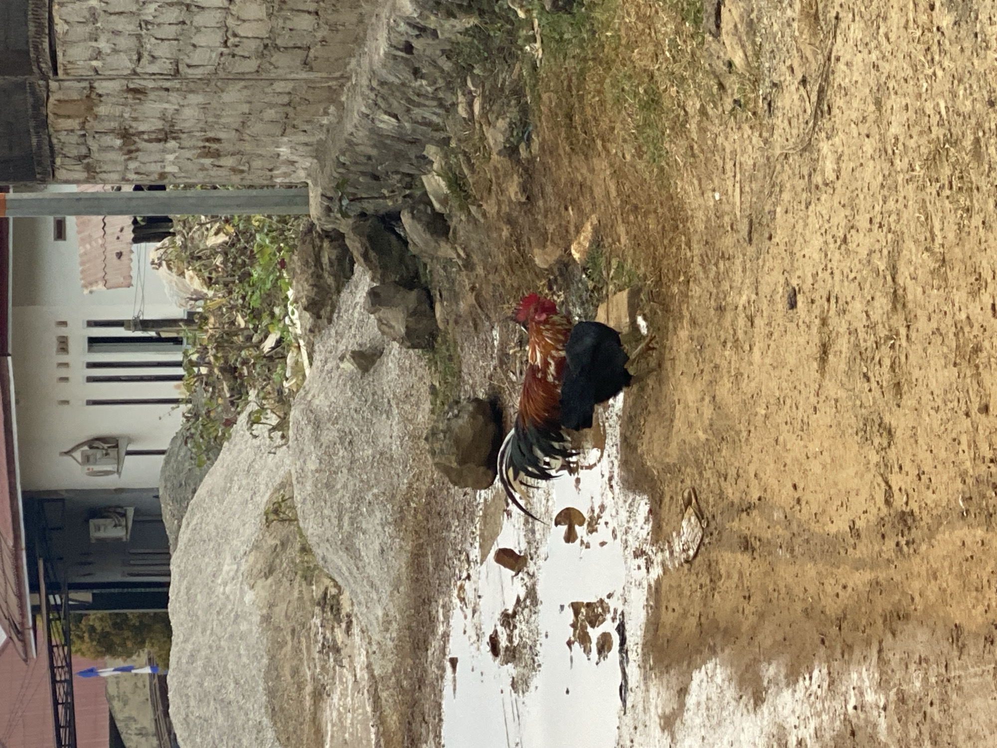 In an outdoor scene in a rural area of Unknown, Indonesia, two chickens are observed. One chicken, likely a rooster, displays a prominent comb, red and black tail feathers, and a mix of red and white plumage on its body. It is standing near a puddle of muddy water. The second chicken is entirely black. They are on a dirt path with a large pile of grey gravel to the left, and a textured brick wall to the right. In the background, a white building with brown trim and windows is visible, along with some sparse vegetation and debris. The ground is uneven and damp.