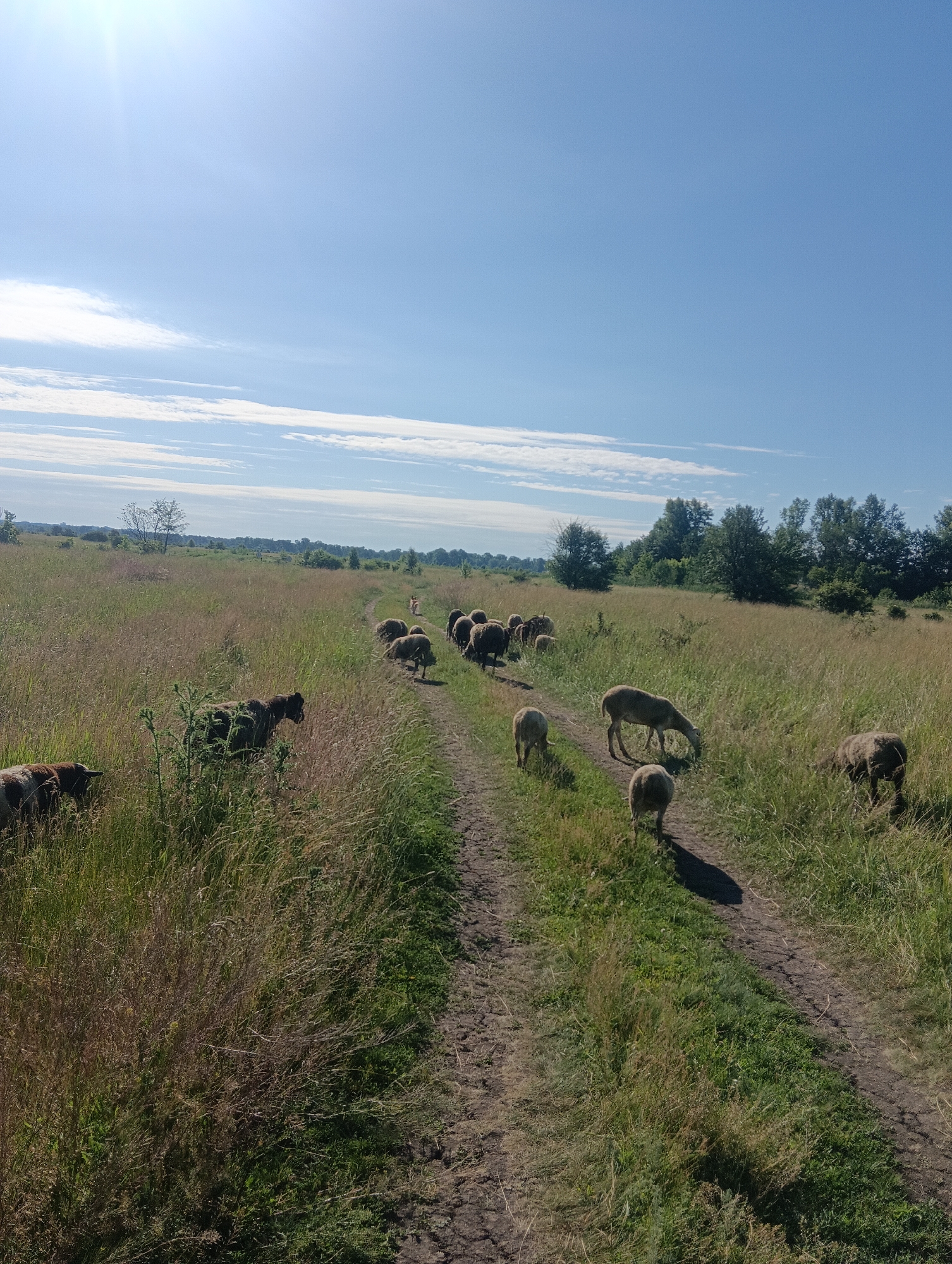 A flock of sheep are grazing and walking along a dirt road in a grassy field under a clear blue sky with scattered white clouds. The sun is shining brightly, casting shadows on the ground. The sheep are of various colors, including brown and white. The field is covered in tall, dry grass and some green vegetation. Trees and foliage are visible in the background, and a distant landscape stretches across the horizon.