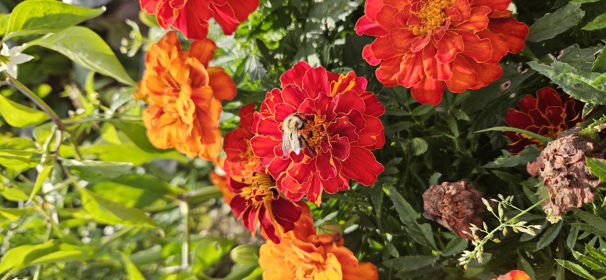 The image shows a close-up of marigold flowers in a garden setting. A bumblebee is visible on a red marigold, gathering pollen. The surrounding flowers are a vibrant mix of red and orange, with green foliage providing a backdrop. The scene appears to be outdoors, likely in a natural or cultivated garden. There is no visible indication of the specific location within Мазалаўскі сельскі Савет, Belarus.