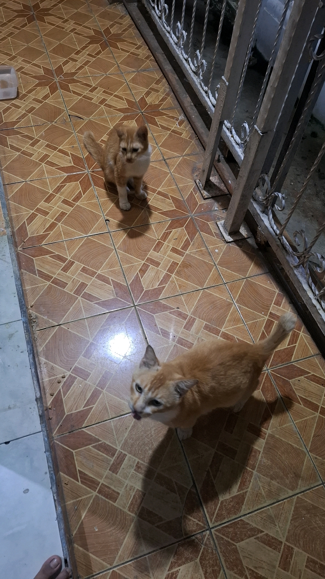Two ginger cats are on a patterned tile floor in Bandar Lampung, Indonesia. One cat is sitting facing the camera, while the other is standing and licking its lips. A metal fence is visible in the background. The scene appears to be an outdoor area, possibly a patio or walkway.