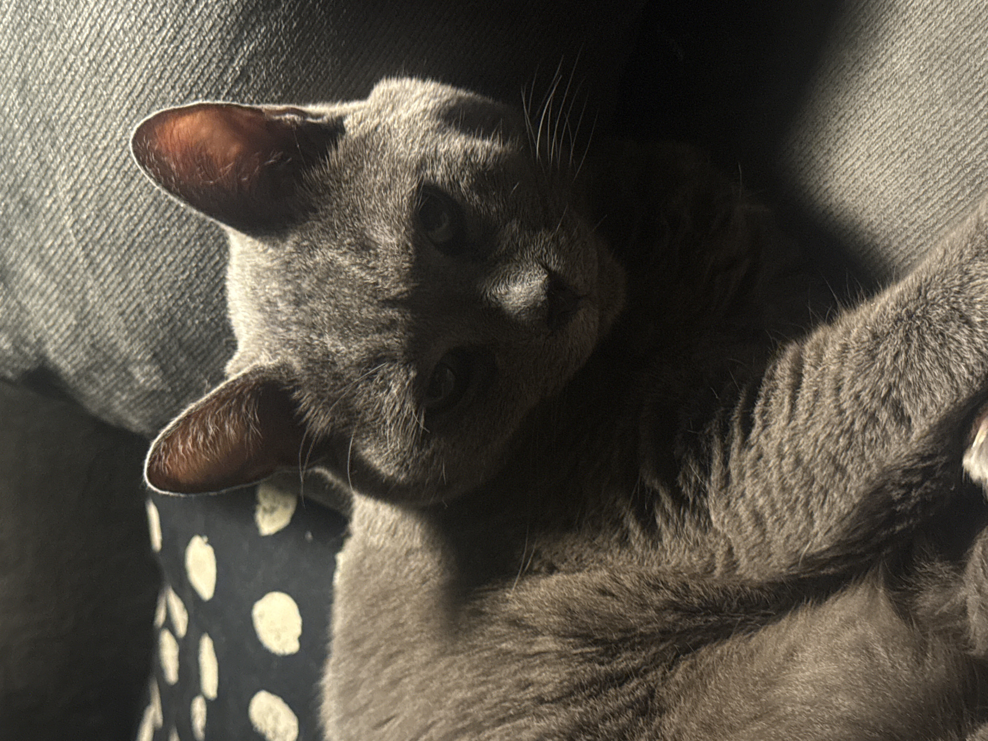 A gray cat is curled up, resting on a surface with a polka dot pattern. The cat's head is tilted towards the viewer, and its ears are visible. The cat is positioned between two surfaces, one of which appears to be denim. The location is not discernible from the image.