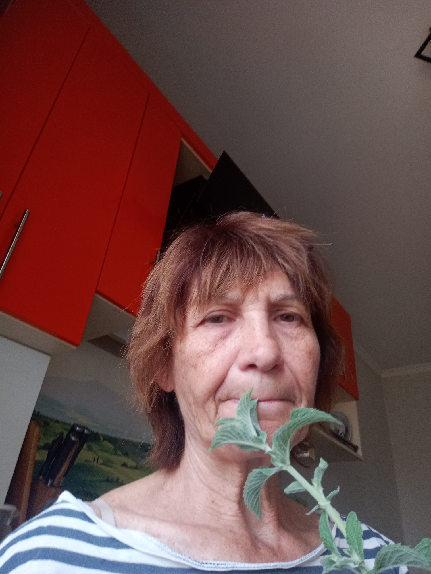 A close-up, slightly overexposed selfie shows a woman with auburn hair and fair skin. She is looking towards the camera, and her mouth is slightly open as she holds a green plant with fuzzy leaves up to her face, obscuring her chin. She is wearing a blue and white striped shirt.
In the background, a bright red kitchen cabinet is visible on the left. To the right of the cabinet, a muted landscape painting or mural of rolling hills and trees can be seen. Above the woman's head, the ceiling is visible, and on the upper right, a portion of a white wall and trim can be seen. The lighting suggests an indoor setting, possibly during the daytime given the brightness. No specific time of day or weather conditions can be inferred. There is no visible text in the image. The woman's expression is neutral, and the overall mood of the image is casual and personal.