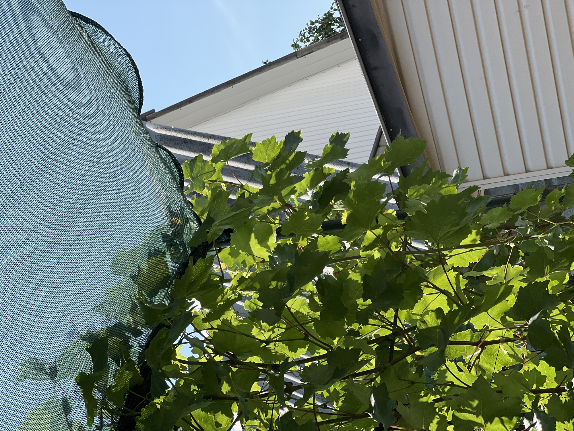 In Lopatino, Russia, this image captures an outdoor scene under a bright blue sky. In the foreground, vibrant green grape leaves and vines are illuminated by sunlight, casting shadows. A dark green mesh netting is stretched across the top of the frame, providing shade. Partially visible in the background are sections of a white building with horizontal siding and a gray roofline.