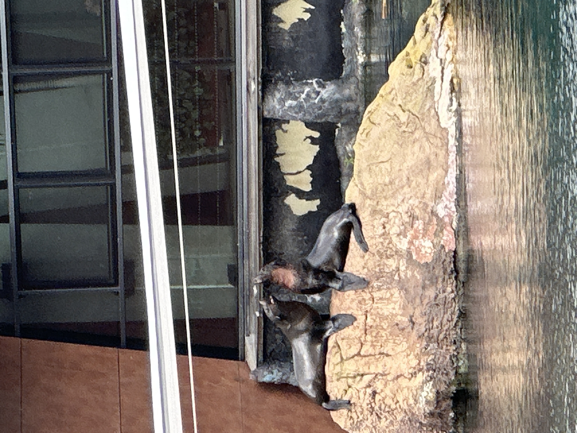The image shows a section of a building's exterior, featuring a decorative structure with two seal sculptures. These sculptures are positioned against a rock-like background near flowing water, possibly a waterfall feature. The building has reflective windows and a brown base. The scene is located at the Wrocław Zoo in Wrocław, Poland, specifically at the sea lion exhibit.
