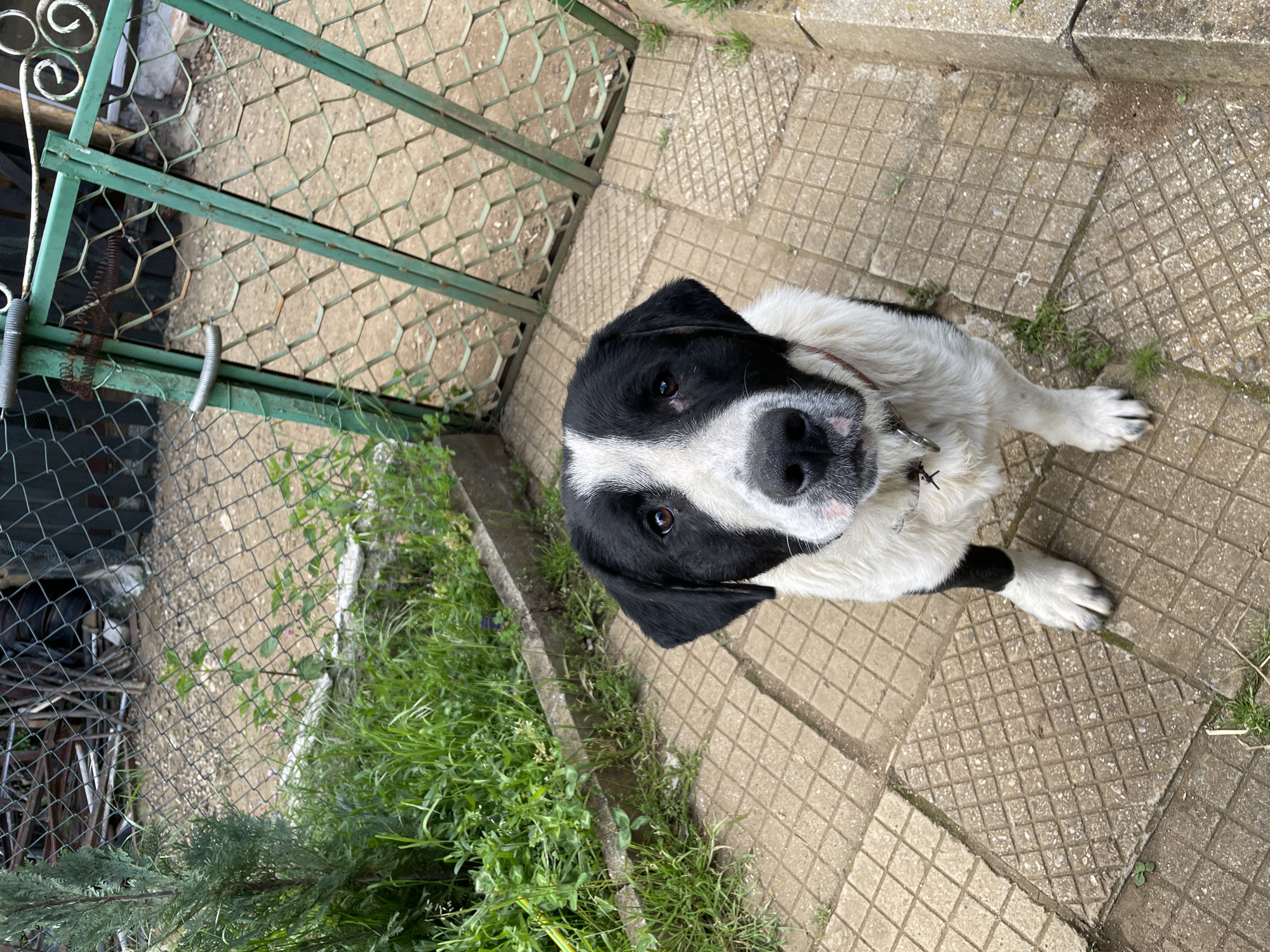 A black and white dog sits on concrete steps in Zlatograd, Bulgaria. The dog looks up at the camera. A green metal fence is to the left of the dog. Green grass and small plants are growing on the side of the steps.