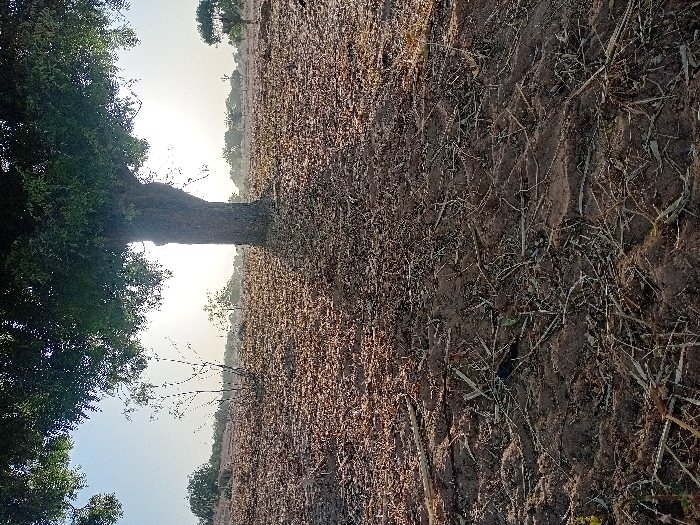 A dry, barren landscape stretches under a pale sky. Dominating the left side is a large tree with dense green foliage. The ground is brown, covered with dry leaves and sparse vegetation, suggesting arid conditions. The horizon features scattered trees, receding into the distance under the bright, somewhat hazy sky. The scene evokes a sense of dryness and possibly drought in a rural, open area.