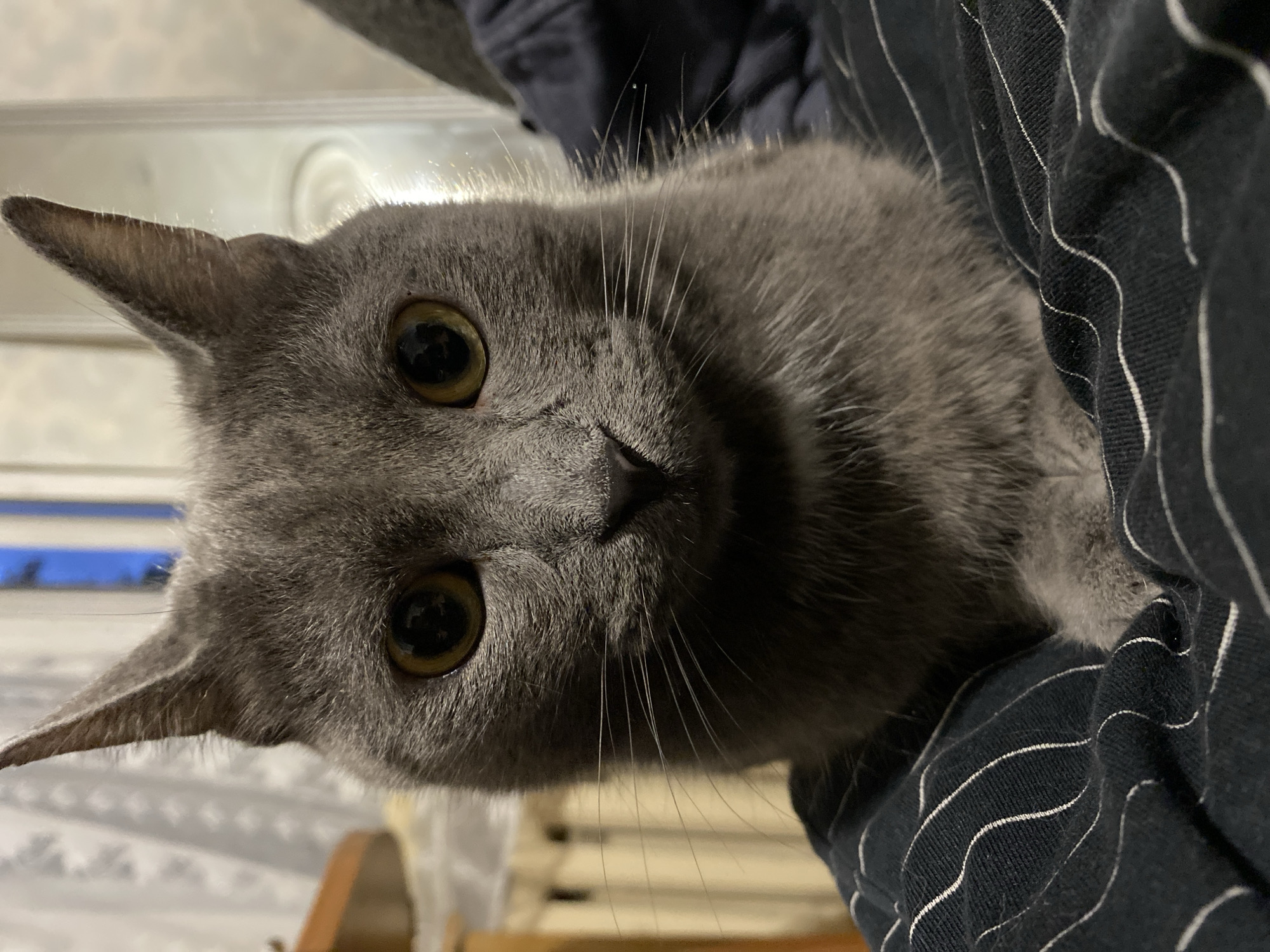 A close-up, head-on shot shows a grey cat with wide, attentive eyes. The cat's face is tilted towards the camera, and its ears are pointed upwards. Its fur is short and dense, and its whiskers are long and fine, fanning out from its muzzle. The cat is resting on a dark fabric with thin white stripes, which appears to be clothing or upholstery. The background is softly blurred, with hints of a patterned surface and a distant blue light. The lighting suggests it could be indoors, perhaps in the evening or with artificial light. The cat's expression is curious and calm. There is no visible text in the image.