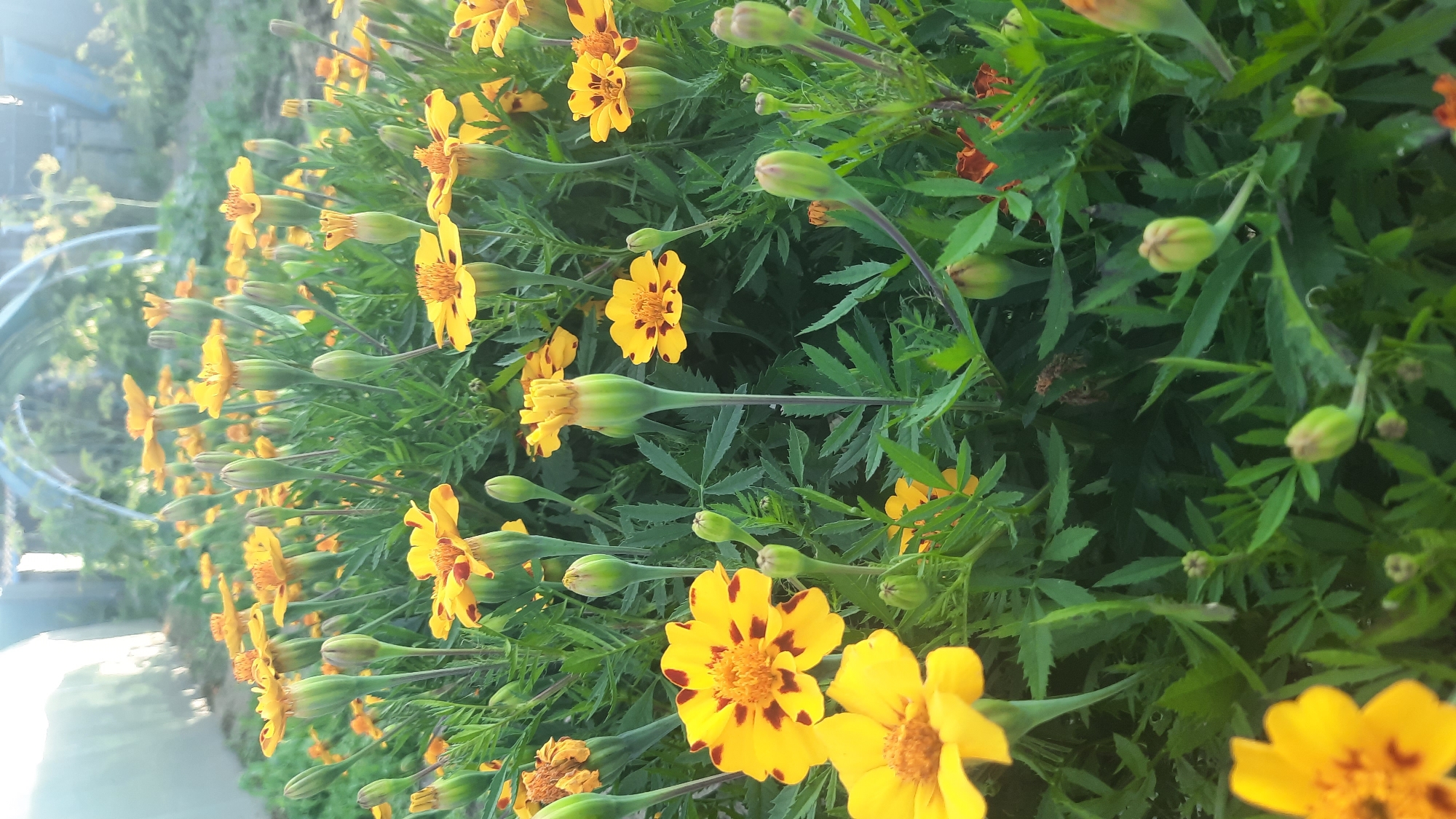 The image depicts a close-up view of a dense patch of marigold flowers and buds. The marigolds are predominantly yellow with some having dark red or burgundy markings in the center of their petals. They are growing amongst lush green foliage. Several flower buds, still closed, are visible throughout the scene. In the background, out of focus, appear to be elements of a garden setting, possibly including a greenhouse or polytunnel structure with arched framing, and some distant vegetation. The lighting suggests it is daytime, with soft sunlight illuminating the flowers. The scene is likely located in a garden or park within the city of Shklov, Belarus, given the information provided. No people are visible in the image.
