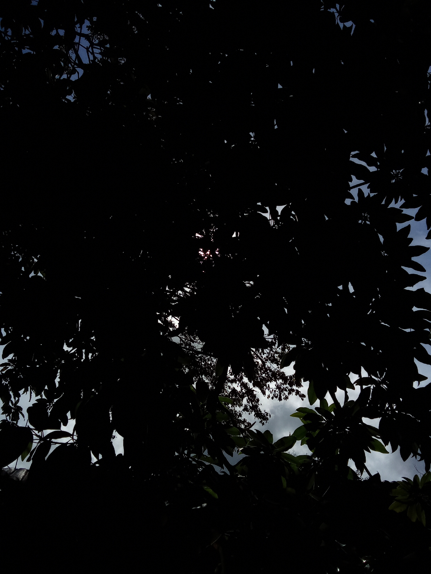 The image is a low-angle shot looking up through the dense canopy of trees. The leaves and branches are primarily silhouetted against the sky. There is a bright spot of sunlight shining through some of the branches near the center of the frame. The sky visible through the leaves is partly cloudy with a mix of blue sky and white clouds. The location is inferred to be Juan Griego, Venezuela based on the instructions. There is no additional information available about people, subjects, objects, actions, or interactions.