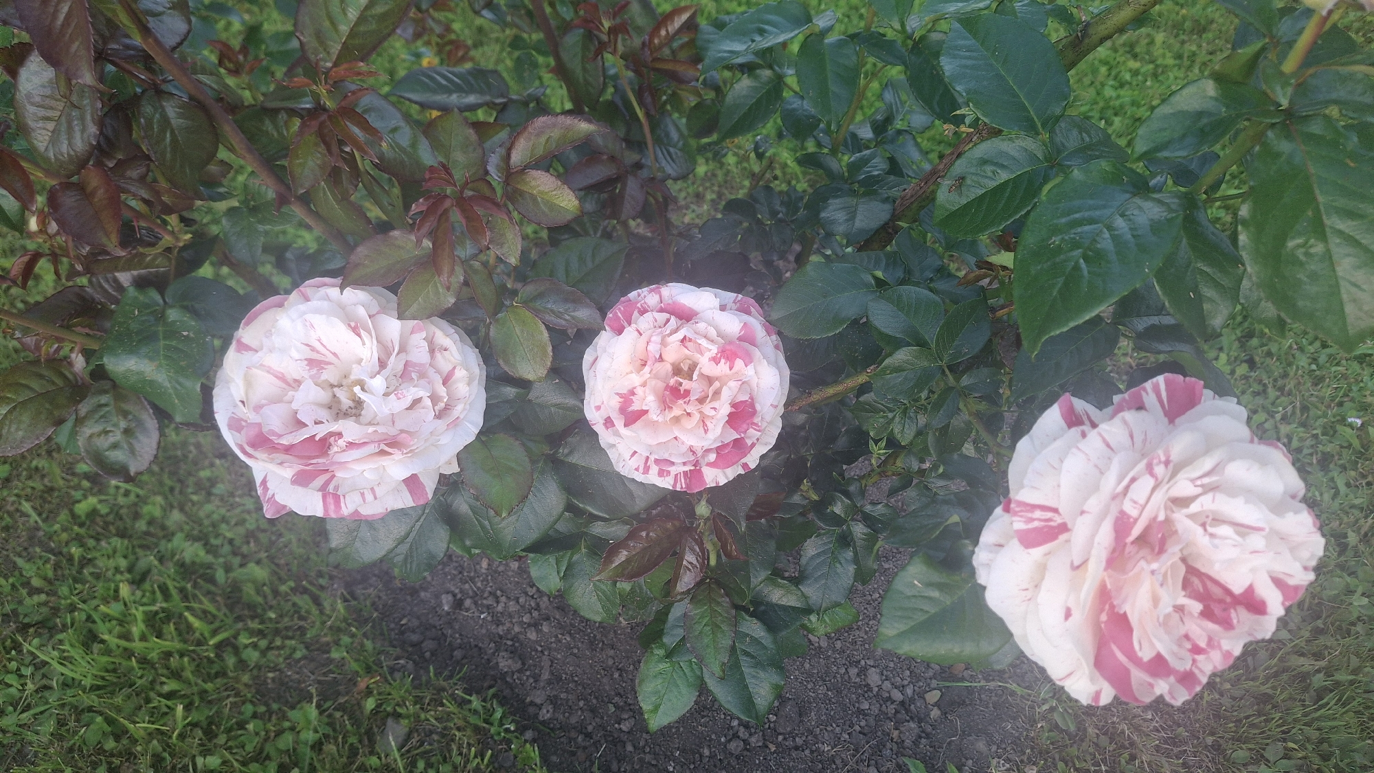 In the image, a close-up view captures three striped pink and white roses blooming on a rose bush. The roses are the primary subjects, with their petals showing a variegated pattern of white and vibrant pink stripes. The rose bush displays lush green leaves, some with a reddish tint, and a woody stem. The background consists of dark soil and some green grass. A faint misty or hazy effect is present throughout the image. The location is specified as Дзямідавіцкі сельскі Савет, Belarus.