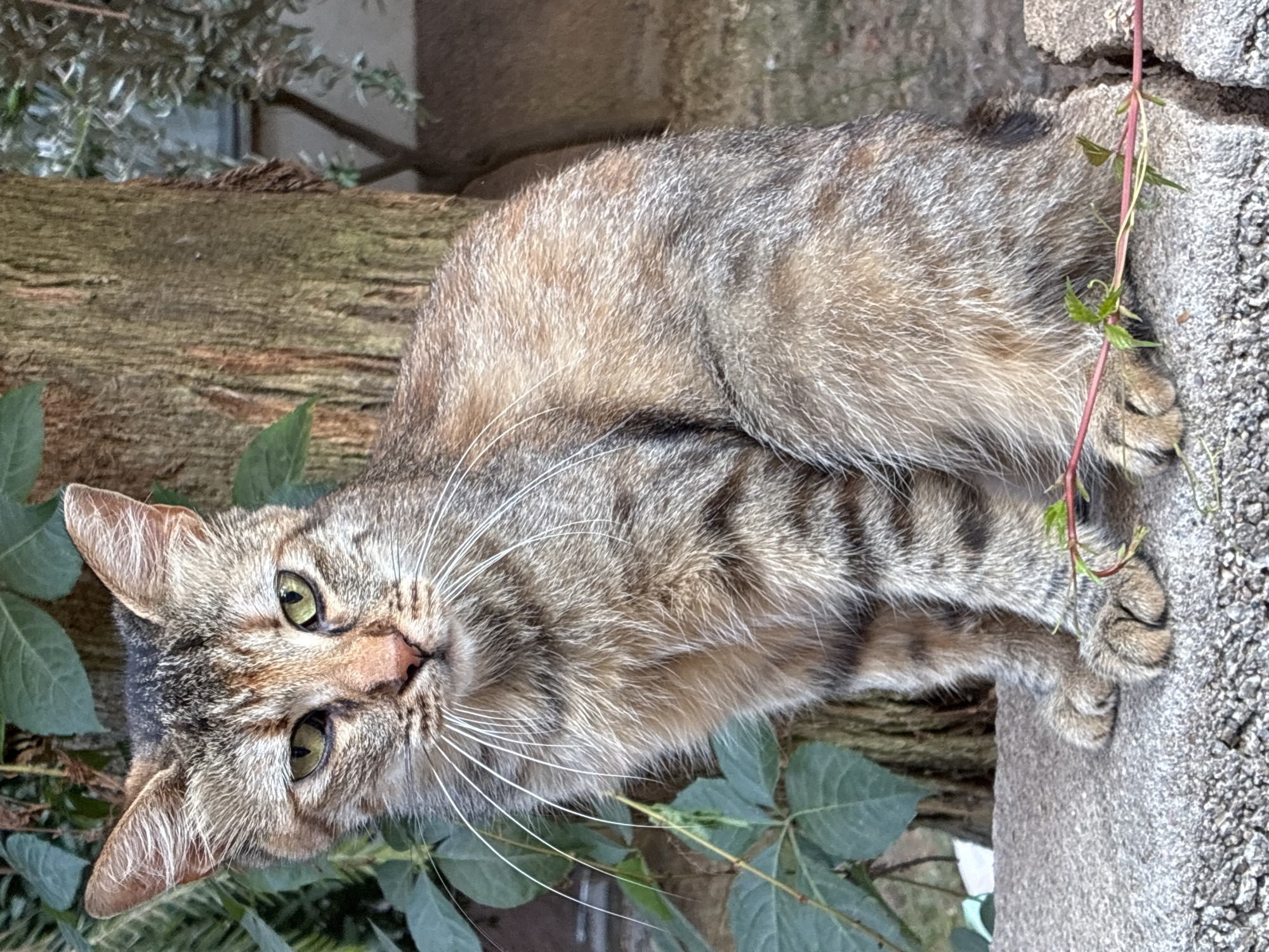 A tabby cat is lying on a rough, textured surface, possibly a stone wall or cement structure, with its body stretched out. The cat has distinct brown and grey stripes, with white whiskers and bright green eyes that are looking towards the viewer. Its ears are pointed and alert.
The cat is positioned next to a rough-textured, weathered log that runs horizontally across the image. Lush green leaves are scattered around the cat and the log, suggesting an outdoor setting with vegetation. A thin vine with small green leaves is also visible, creeping over the cat's paw and the textured surface it's resting on. The background is blurred, but appears to be a mix of natural elements and possibly some man-made structures.
The lighting suggests it is daytime, with natural light illuminating the scene. There are no visible signs of text in the image. The cat appears relaxed, with its body stretched out, but its eyes are open and engaged, hinting at a moment of observation or curiosity. The overall impression is a tranquil, natural setting where the cat is at ease.