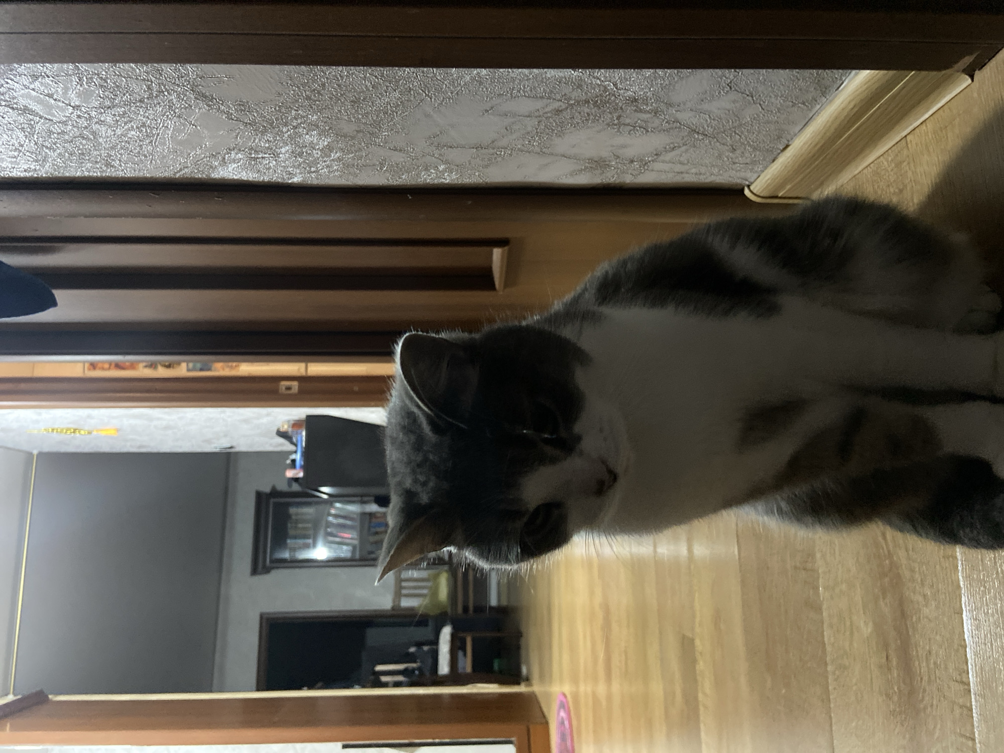 An indoor, eye-level, medium shot captures a domestic cat sitting on a wooden floor in what appears to be a hallway or entryway. The cat, predominantly grey and white with dark grey markings on its face and back, is facing forward with its head slightly bowed, giving it a pensive expression. Its paws are tucked beneath it.
The environment suggests a residential interior. To the left, a doorway opens into a room with wooden flooring and furniture, including what looks like a chair and a bookshelf with visible items. To the right, a dark brown wooden doorframe and a textured, light-colored wallpapered wall are visible. A light-colored wooden baseboard runs along the bottom of the wall. The lighting appears to be artificial, casting shadows on the floor. The scene does not provide any specific indicators of its location within the city of Ufa, Russia.