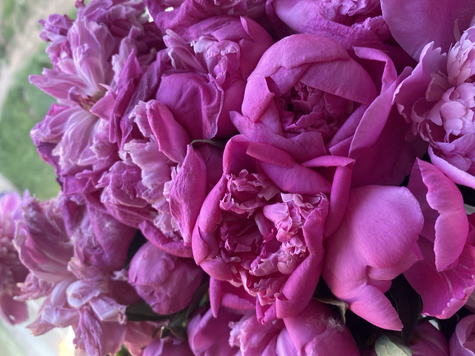 A dense cluster of pink peonies fills the frame, captured in a close-up perspective. The flowers exhibit various stages of bloom and senescence, with prominent shades of fuchsia and magenta, complemented by lighter pink and subtle white tones within their centers. Many petals display characteristics of wilting, including softening, creasing, and curling, with some exhibiting slight discoloration or browning at their edges. The arrangement is compact, with individual flowers overlapping and contributing to a rich texture of layered petals. A faint, highly blurred green background element is visible at the top of the image. No people, specific actions, or interactions are present. The scene is located in the city of Unknown, Unknown.