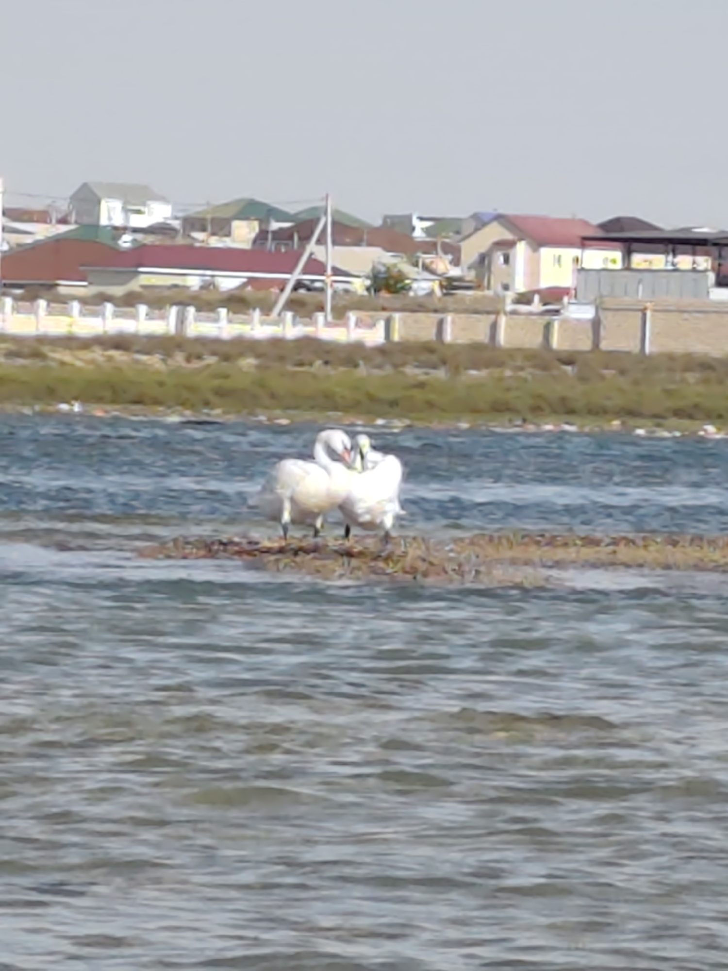 This is a slightly blurry, low-resolution photograph taken outdoors on a bright, clear day. The scene is a body of water, possibly a lake or a calm sea, with gentle ripples on its surface. In the foreground, the water is a deep blue, transitioning to a lighter, more turquoise hue further out.
Dominating the middle ground are two white swans, huddled together on a small, brown, island-like patch of vegetation or mud. They appear to be grooming each other or simply resting close together, their necks curved towards one another, forming a heart-like shape. Their white feathers contrast with the darker water and the earthy tones of their resting spot.
In the background, a developed shoreline is visible. This area features a line of low, sandy-colored walls or barriers, interspersed with what appear to be streetlights or decorative posts. Beyond these, a collection of buildings with pitched roofs can be seen. The architecture suggests residential structures, with roofs in various colors including red, brown, and green, and walls in neutral tones. The overall impression of the background is that of a settlement situated near the water.
The time of day appears to be daytime, given the bright sunlight and clear sky, which is a pale, hazy blue. The weather seems pleasant and calm. The location context provided is Saiyn Şapağatov, Kazakhstan, which aligns with the scene of a body of water and a settlement. There is no visible text in the image. The overall mood is serene and peaceful, highlighted by the intimate proximity of the two swans.