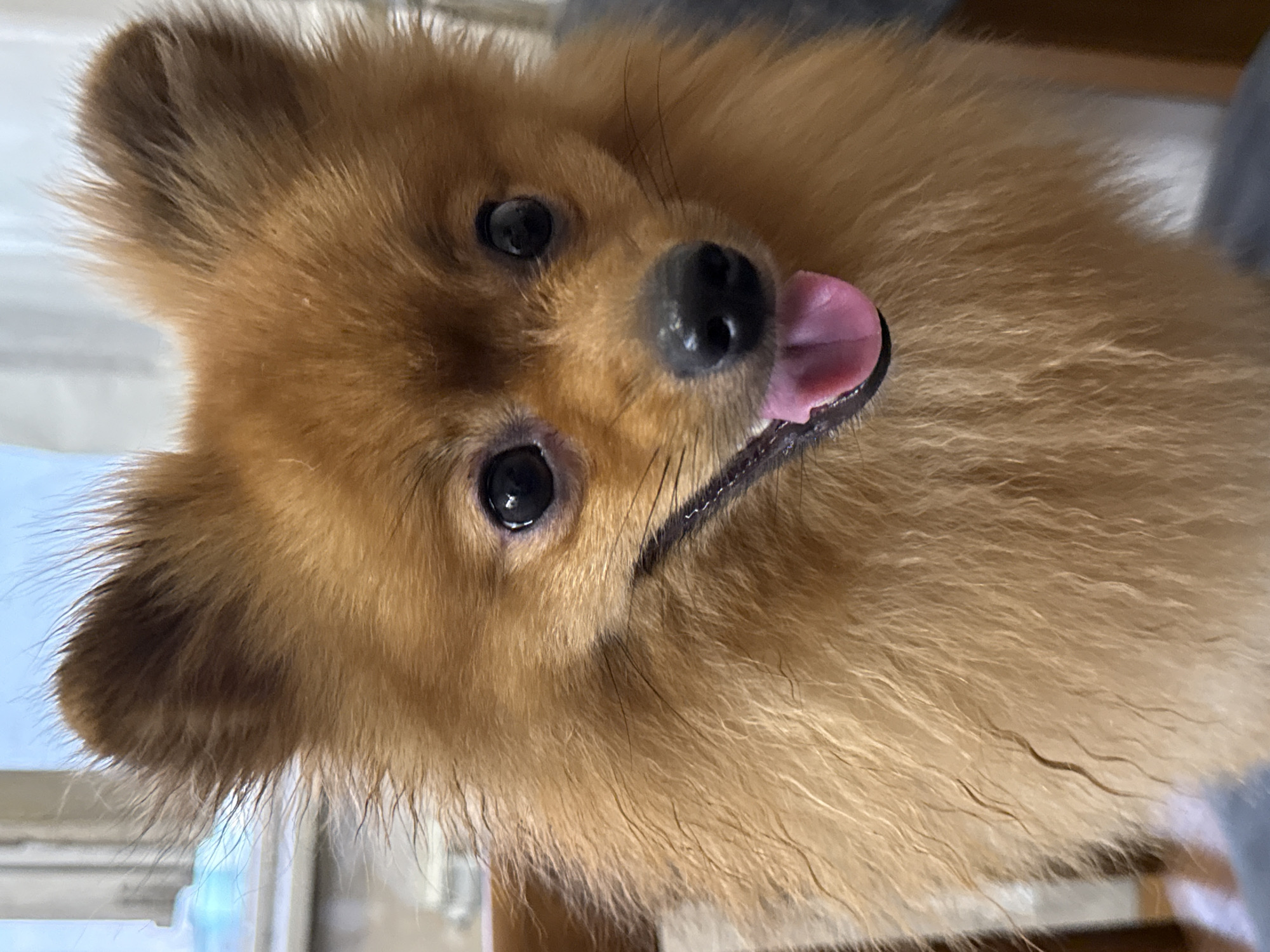 This media file is a close-up, portrait-style image of a Pomeranian dog. The dog has light brown fur, and its tongue is sticking out to the side. Its eyes are dark and appear to be looking slightly upward and to the left of the frame. The background is softly blurred, with hints of light suggesting an indoor setting, possibly near a window due to the diffused light source. The image is oriented vertically, with the dog's head at the top. The lighting is soft, indicating it could be daytime, but the exact time of day is not definitively clear. There are no people or visible text in the image. The overall mood conveyed is one of a pet looking playfully at the camera.