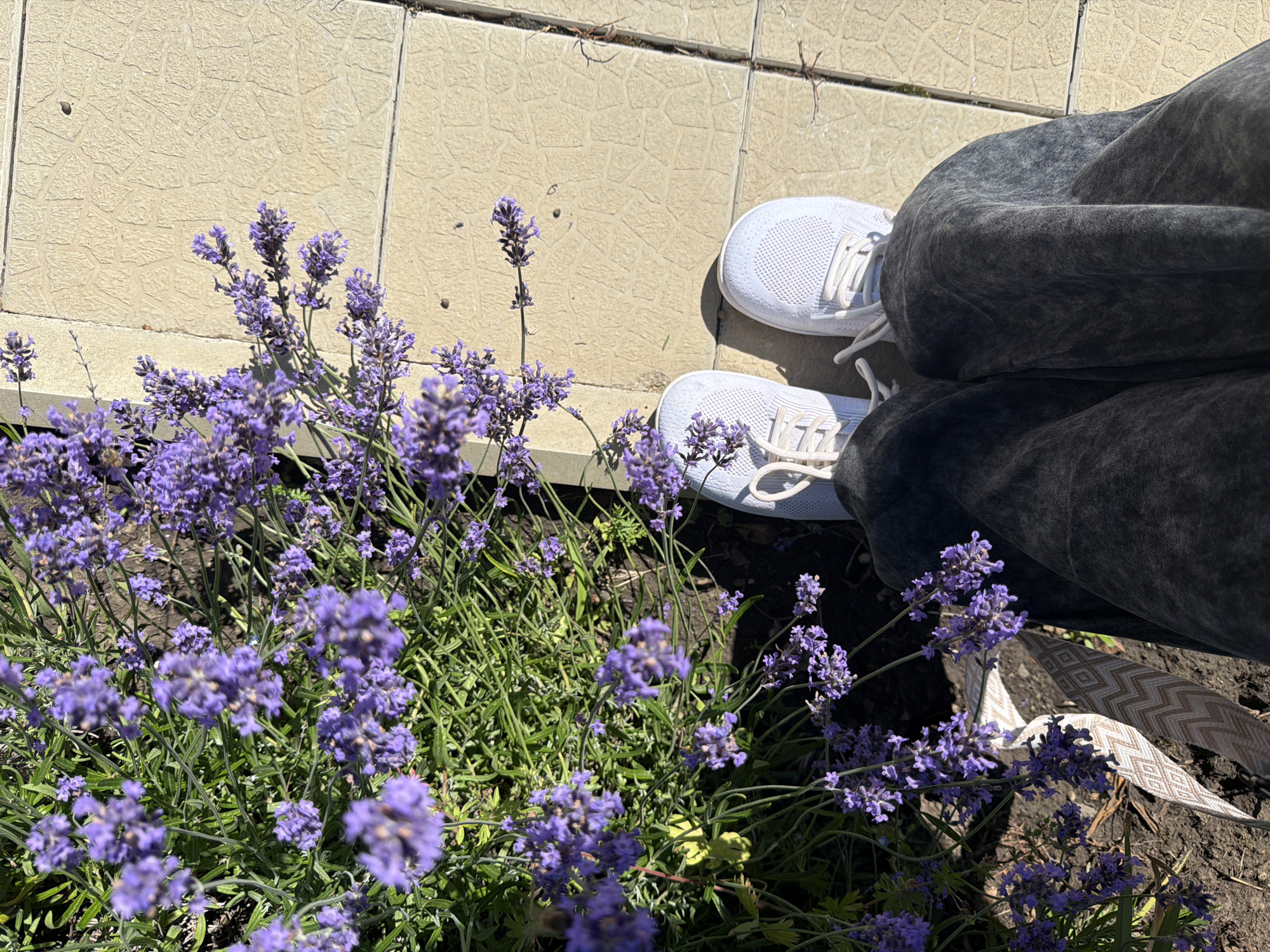 In this overhead shot, a person is sitting on the ground next to a patch of blooming lavender. The person is wearing dark, textured pants and white athletic shoes. The shoes have white laces and a knit texture. The lavender is a vibrant purple and fills the lower left and right portions of the frame, with green stems and leaves. The ground is a mix of dark soil and light-colored paved tiles. The tiles have a textured pattern and appear to be a light beige or cream color, laid out in a grid. Sunlight casts shadows, suggesting it is daytime, likely outdoors. The scene evokes a feeling of calm and connection with nature. A decorative ribbon with a geometric pattern peeks out from under the person's pants on the right side of the frame. There is no visible text in the image. The location context of Leningradskaya, Russia, suggests this scene is taking place in a region known for its warm summers, suitable for lavender growth.