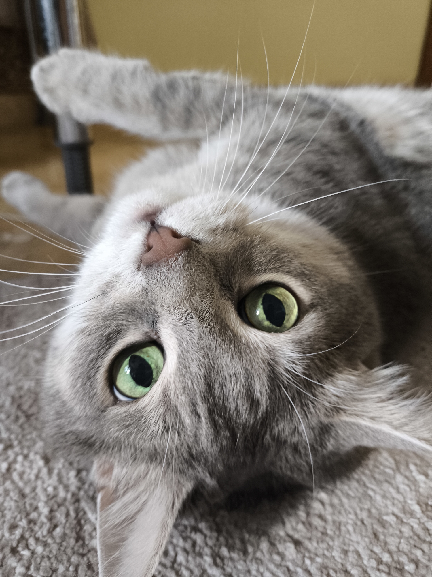 A close-up, upside-down portrait of a domestic cat's face is captured, with its green eyes wide open and looking directly at the camera. The cat has grey fur with darker grey tabby markings on its head and body. Its whiskers are long and white, fanning out from its snout. The cat is lying on a textured, beige carpet. In the background, a blurry metallic object, possibly a chair leg, is visible, along with a warm yellow wall. The lighting is natural, highlighting the cat's features and fur. The image appears to have been taken indoors in an unknown residential setting.