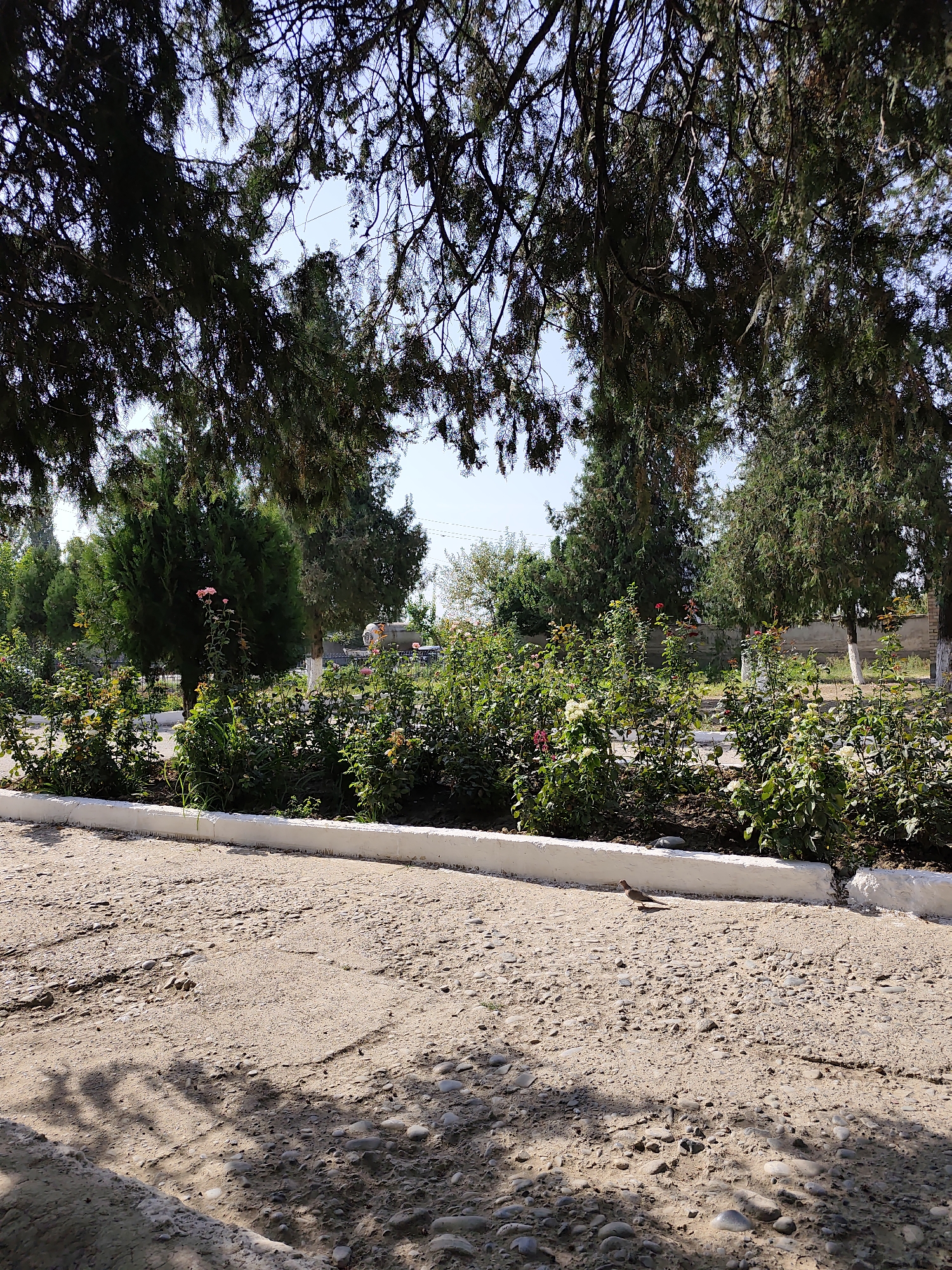 A ground-level, eye-level, full shot captures a park-like setting in Sakaldy, Kyrgyzstan. In the foreground, a sandy, gravelly path is shaded by the branches of mature trees overhead, their dark green foliage obscuring much of the sky. A low, white-painted concrete border separates the path from a flowerbed. This flowerbed is densely packed with various bushes and flowering plants, some featuring small pink and white blossoms. Behind the flowerbed, several evergreen trees and shrubs are visible, casting shadows on the path. In the mid-ground, a white-painted post stands beside a wall, and further back, a large, white industrial tank or silo is partially visible amongst the greenery. A small bird with light brown plumage stands on the gravel path to the right of the frame. The overall impression is a peaceful, outdoor urban space on a sunny day.