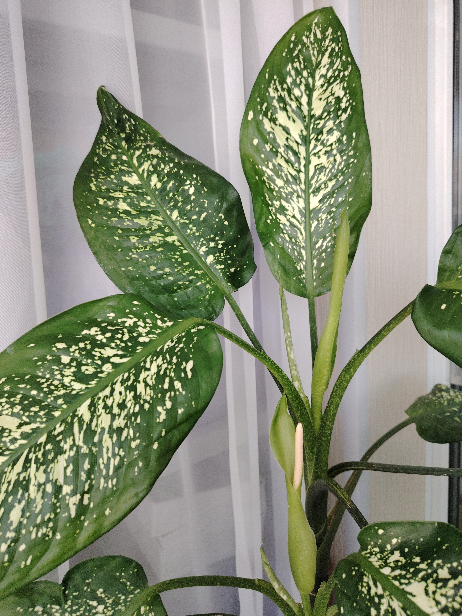 This media file features a close-up shot of a Dieffenbachia plant, commonly known as a Dumb Cane. The plant has large, ovate leaves that are dark green with distinctive irregular splotches of creamy white. Several leaves are prominently displayed, showcasing their variegation. Two flower buds are also visible, encased in pale green spathes. One bud is partially open, revealing a slender, pale stamen.
The plant is positioned indoors, with a white, translucent curtain in the background, suggesting it is near a window. The lighting appears to be natural daylight, creating a soft illumination. There are no people or animals present in the image. The setting is a domestic indoor environment, likely a home or office, given the presence of the houseplant and curtain. There is no visible text in the image. The overall mood is tranquil and natural, highlighting the beauty of the plant's foliage and emerging flowers. The location context of Cherepovets, Russia, provides a geographical reference for the scene, though no specific visual cues within the image directly indicate this location.