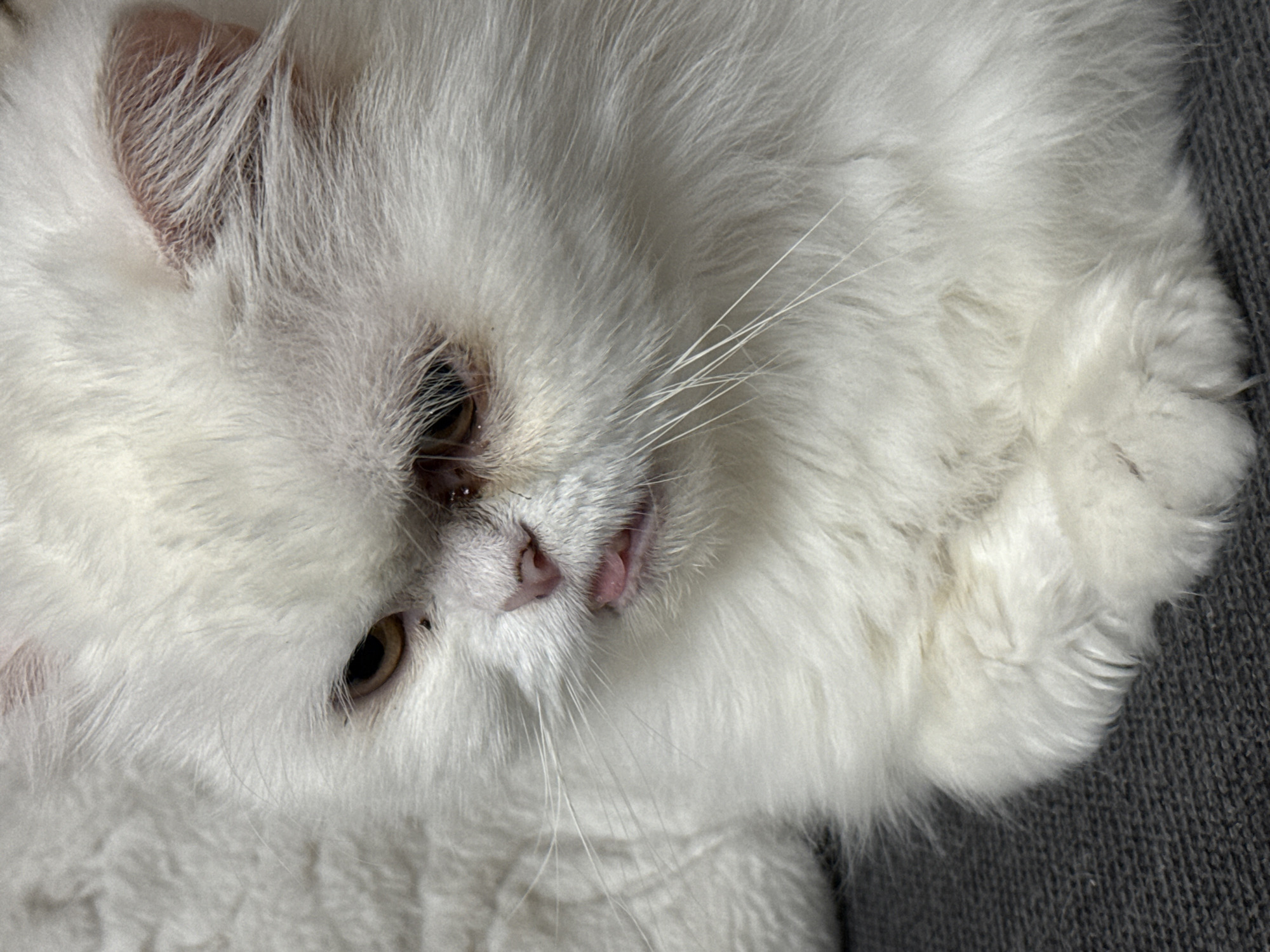 A close-up image shows a white, fluffy cat. The cat is positioned slightly angled, with its head towards the upper-left corner of the frame. The cat's fur is dense and white, with subtle variations in tone. Its eyes are golden-brown. The cat's nose and mouth are visible, with a small, pink tongue slightly protruding. The background consists of a gray, textured surface, possibly fabric. No people or city location in Burgas, Bulgaria, are discernible in the image.