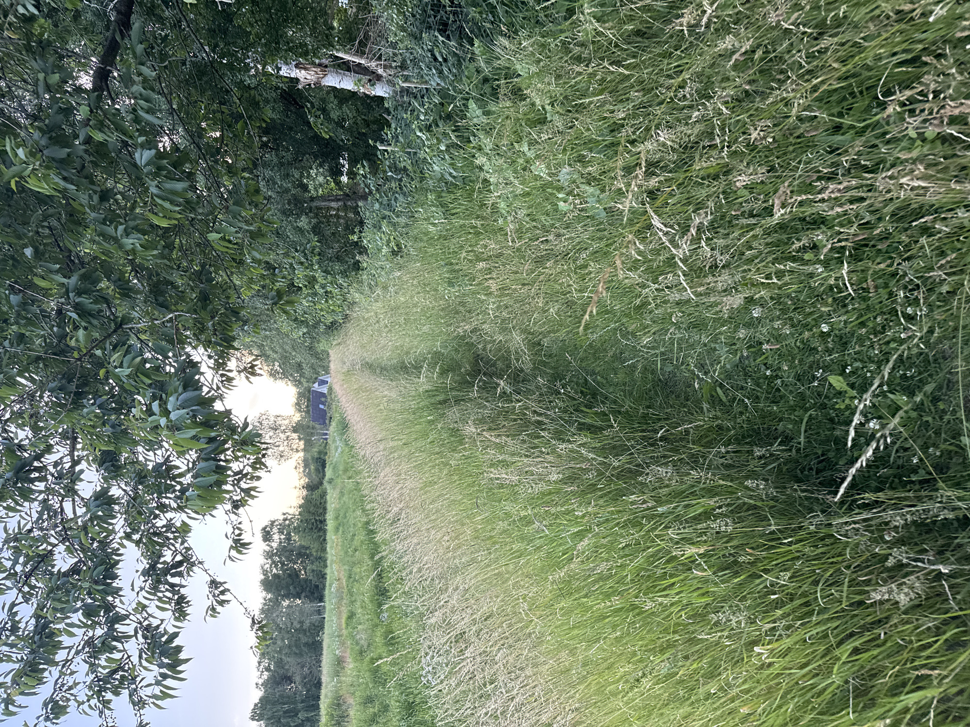 The image depicts a narrow, overgrown path cutting through tall, green grass. The path appears to be a dirt track, worn down by use, and is flanked on both sides by dense vegetation. To the right of the path, a wooden fence is visible, with a section of what appears to be a split birch tree trunk adjacent to it. Beyond the fence and trees, a white house with a dark roof is visible in the distance, nestled amongst the greenery. The sky above is overcast with a pale blue hue. The scene is set in a rural or semi-rural environment, likely in the outskirts of Vejle, Denmark, given the presence of characteristic Scandinavian foliage and architecture. The overall impression is one of tranquility and natural beauty, with a sense of secluded domesticity suggested by the distant house. There are no people or animals present in the image, and no actions or interactions are taking place.