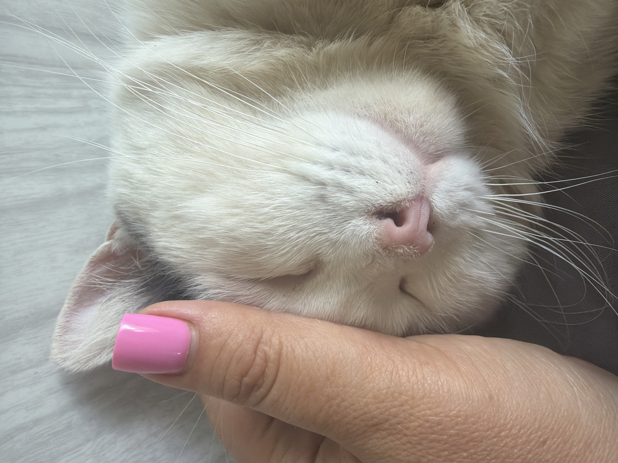 A high-angle, close-up shot captures a human hand gently touching the head of a sleeping domestic cat in Leningradskaya, Russia. The human hand, positioned on the left side of the frame, features a thumb with a clean, squarish nail painted in a glossy, opaque bubblegum pink polish. The skin on the hand exhibits fine texture and a light-to-medium complexion.
The cat, occupying the right portion of the image, is predominantly white or cream-furred, with a subtle darker, possibly gray, patch visible on its head near the ear where the human thumb rests. Its eyes are fully closed, indicating deep sleep or relaxation. Prominent facial features include a small, pink, slightly textured nose, a relaxed mouth area, and numerous long, thin white vibrissae (whiskers) radiating from the muzzle. One ear is partially visible at the top left of the cat's head, covered in soft white fur. The interaction between the hand and the cat suggests a gentle, affectionate contact. The background consists of a uniformly soft, light-toned fabric, possibly a blanket or bedsheet, appearing in shades of off-white or very light gray. Soft, diffused lighting illuminates the scene, highlighting the textures of the fur and skin.