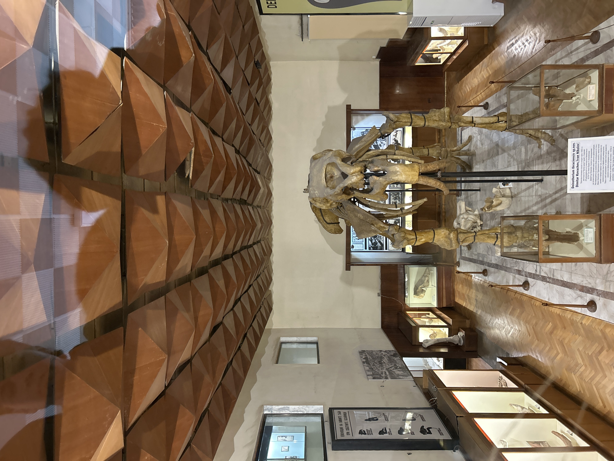 The image displays the interior of a museum exhibition hall in Asenovgrad, Bulgaria. A large, reconstructed fossilized skeleton of a proboscidean, identified by a prominent plaque as "Deinotherium thraciensis sp. nov. Dimitar Kovachev, Ivan Nikolov," occupies the central space. The skeleton is a light bone color, with distinct downward-curving tusks.
The ceiling is characterized by a geometric, pyramidal panel system in a reddish-brown hue. Walls are predominantly off-white, with dark wood paneling extending from the floor to approximately mid-height. Several rectangular windows are visible on the left wall, one larger framed opening showing a reflection of another interior space.
The floor features a herringbone parquet pattern in the main aisle, transitioning to light-colored marble tiling with grey veining in the central display area. Illuminated glass display cases line the left and rear walls, exhibiting various fossil specimens. Smaller, rectangular glass cases on pedestals are positioned around the central skeleton, each containing additional bone fragments or fossils.
Informational signage includes a tall, vertical black-framed poster on the left wall with Bulgarian text and diagrams, likely illustrating dental evolution. Another smaller, horizontal black-and-white image is mounted below the windows on the left. Rope barriers, consisting of dark posts and thin ropes, delineate pathways around the main exhibit. A white, vertical air conditioning unit is situated on the far right side of the hall. No individuals are present in the scene.