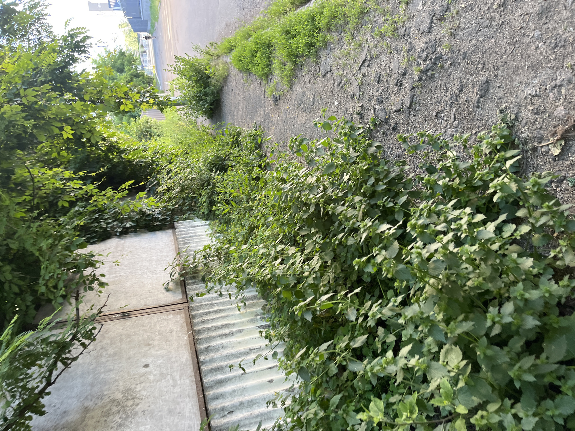 The image depicts an overgrown sidewalk and a corrugated metal wall in a city, likely Kyiv, Ukraine, given the context of the request. Lush green foliage, primarily consisting of weeds and vines, encroaches heavily onto the cracked asphalt of the sidewalk. The wall, textured and weathered, is partially obscured by climbing greenery. Beyond the sidewalk, a paved road is visible, with a lone figure walking away from the camera in the distance. The scene suggests an urban environment where nature is reclaiming man-made structures, with signs of neglect and overgrowth. The lighting indicates it is either early morning or late afternoon.
