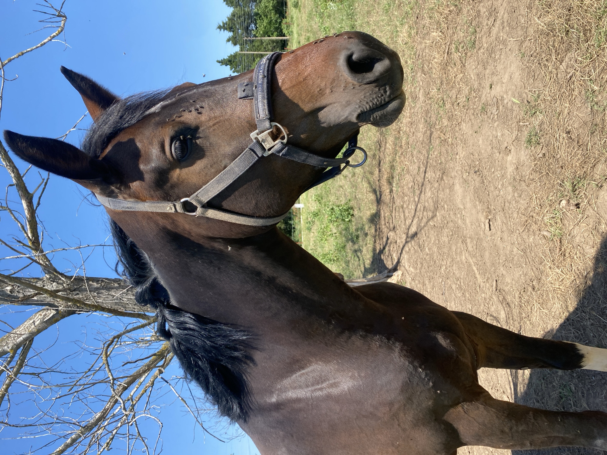 A dark bay horse, facing slightly right, is depicted from the mid-foreleg upwards in Slavovitsa, Bulgaria. The horse exhibits a short, dark mane and a narrow white blaze on its forehead. Its ears are upright. A grey and dark blue fabric halter with silver-toned metal hardware is fitted on its head. Numerous small dark flies are observable on the horse's face, especially around its left eye and muzzle, and scattered across its body. A white stocking marking is visible on the lower section of its front left leg. The horse stands on dry, light brown soil mixed with sparse dry grass and small green sprouts. In the upper left and center background, a leafless deciduous tree stands against a clear, bright blue sky. To the right, a green field with a fence line is visible beneath the same sky. The scene is illuminated by bright sunlight, casting distinct shadows.