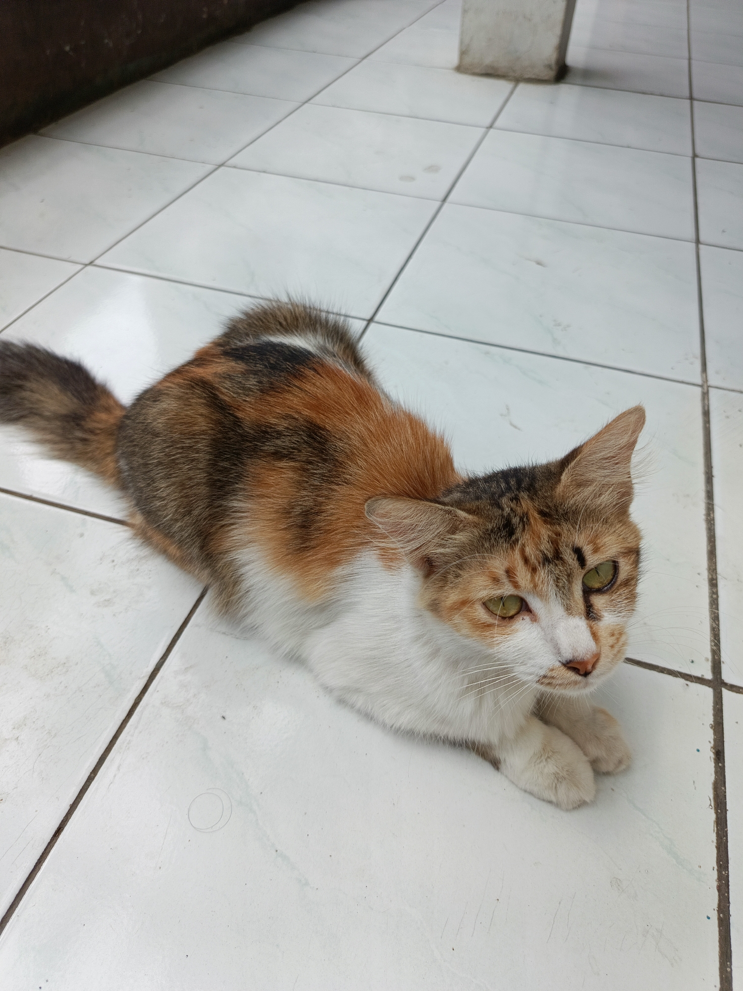A calico cat is lying on a tiled floor in Margajaya, Indonesia. The cat is facing the viewer and has green eyes. The floor is made of white tiles with dark grout lines. There is a brown object in the upper left corner of the image, which appears to be a wall or a piece of furniture. A concrete pillar is visible in the upper right corner. The cat's fur is a mix of orange, black, and white. Its tail is visible to the left of its body.