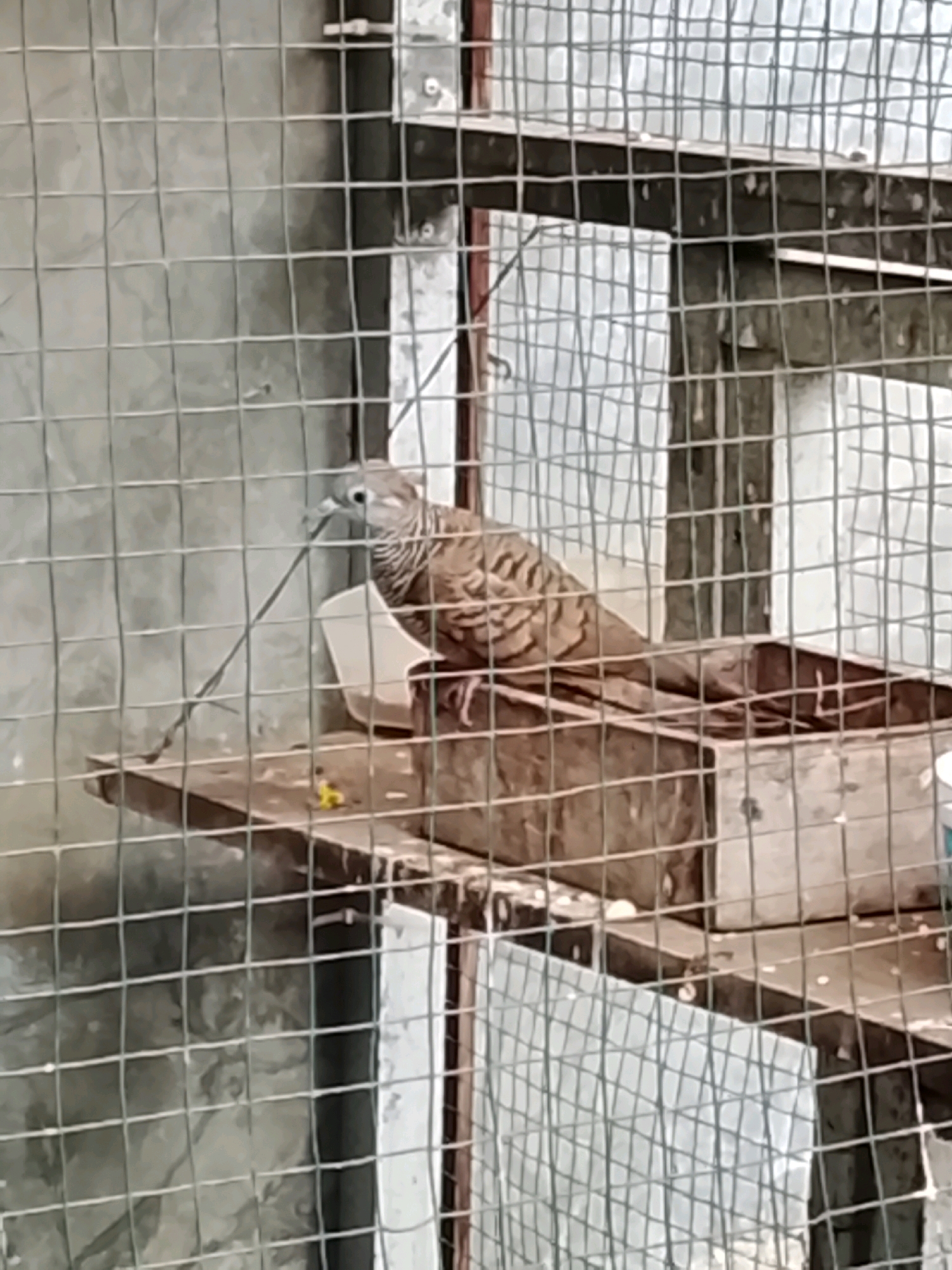 A zebra dove is perched on a wooden shelf inside a cage, holding a thin twig in its beak. The dove has brown and white striped plumage. The cage has a metal mesh exterior. The background is a concrete wall. The scene is likely in Slawi, Indonesia, given the context.