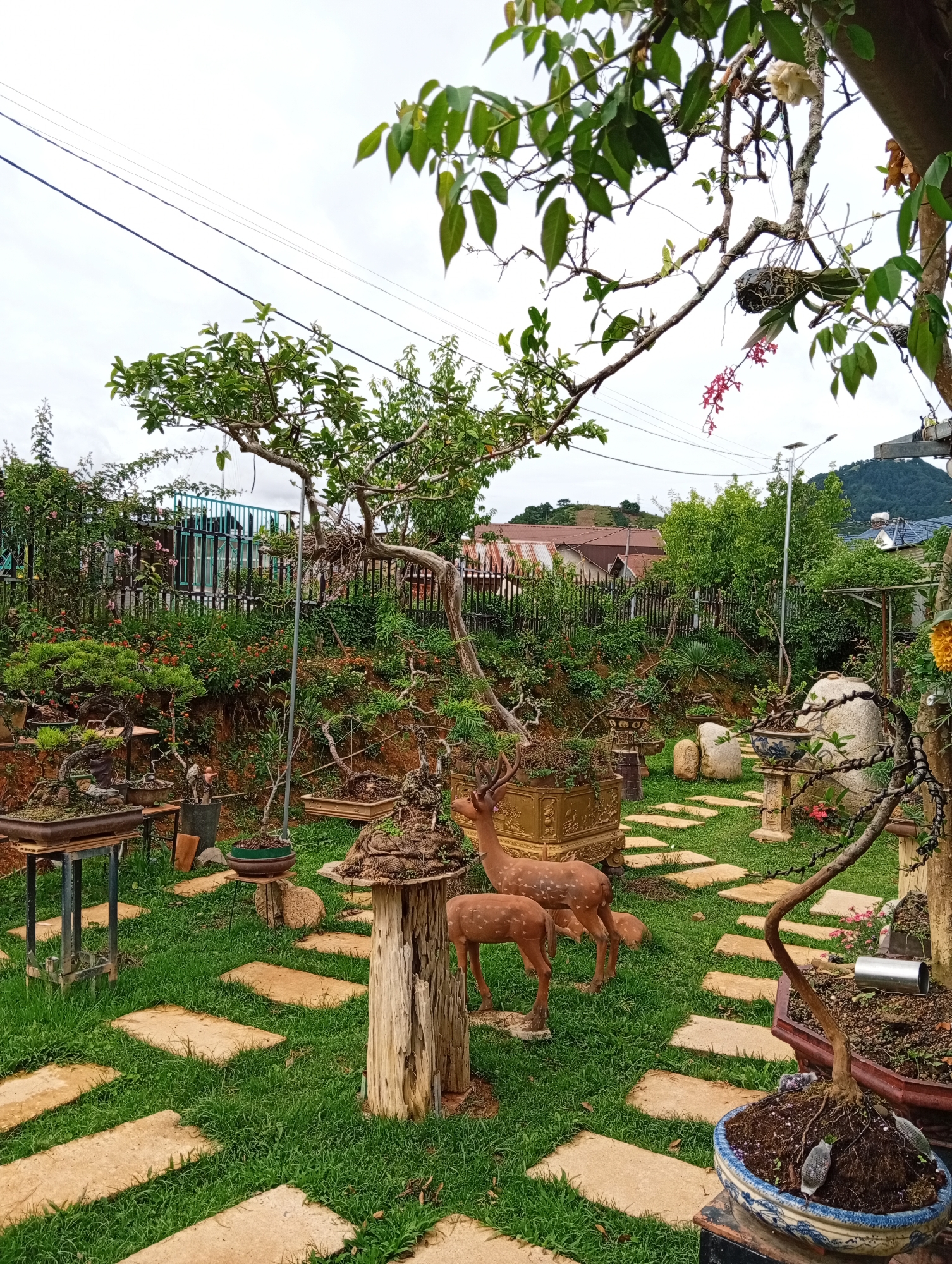 The image depicts a garden in Lạc Dương, Vietnam. The garden features a winding path of rectangular pavers through a lawn, bordered by bonsai trees and potted plants arranged at various heights. Two ceramic deer statues stand near a wooden pedestal topped with a bonsai. In the background, a fence separates the garden from residential houses. Overhead, trees and power lines frame the scene against an overcast sky.