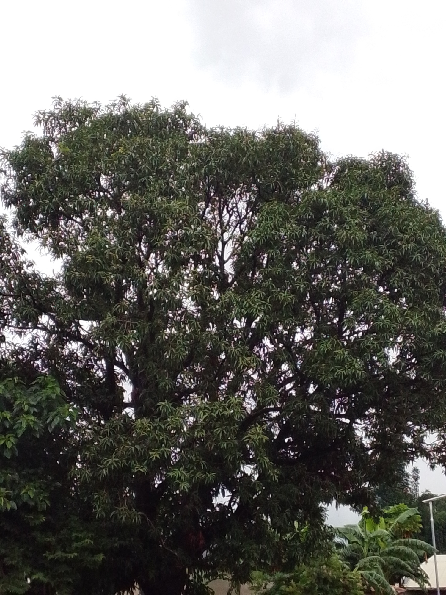 A large, leafy tree dominates the frame, its dense canopy obscuring much of the sky. The leaves are a dark green, suggesting a healthy and mature tree. The branches are thick and gnarled, indicating age. In the foreground, to the left and bottom, there are glimpses of smaller, lighter green foliage, possibly from younger trees or shrubs. To the lower right, there are hints of banana trees with their broad leaves, and a small section of a white structure, possibly a building, is visible. A white pole, likely a street light or similar utility pole, stands to the far right. The sky above is overcast and a dull white, with no clear indication of sunlight. The scene appears to be an outdoor environment, likely within a residential or semi-urban area of Serti, Nigeria. No people are visible in the image.