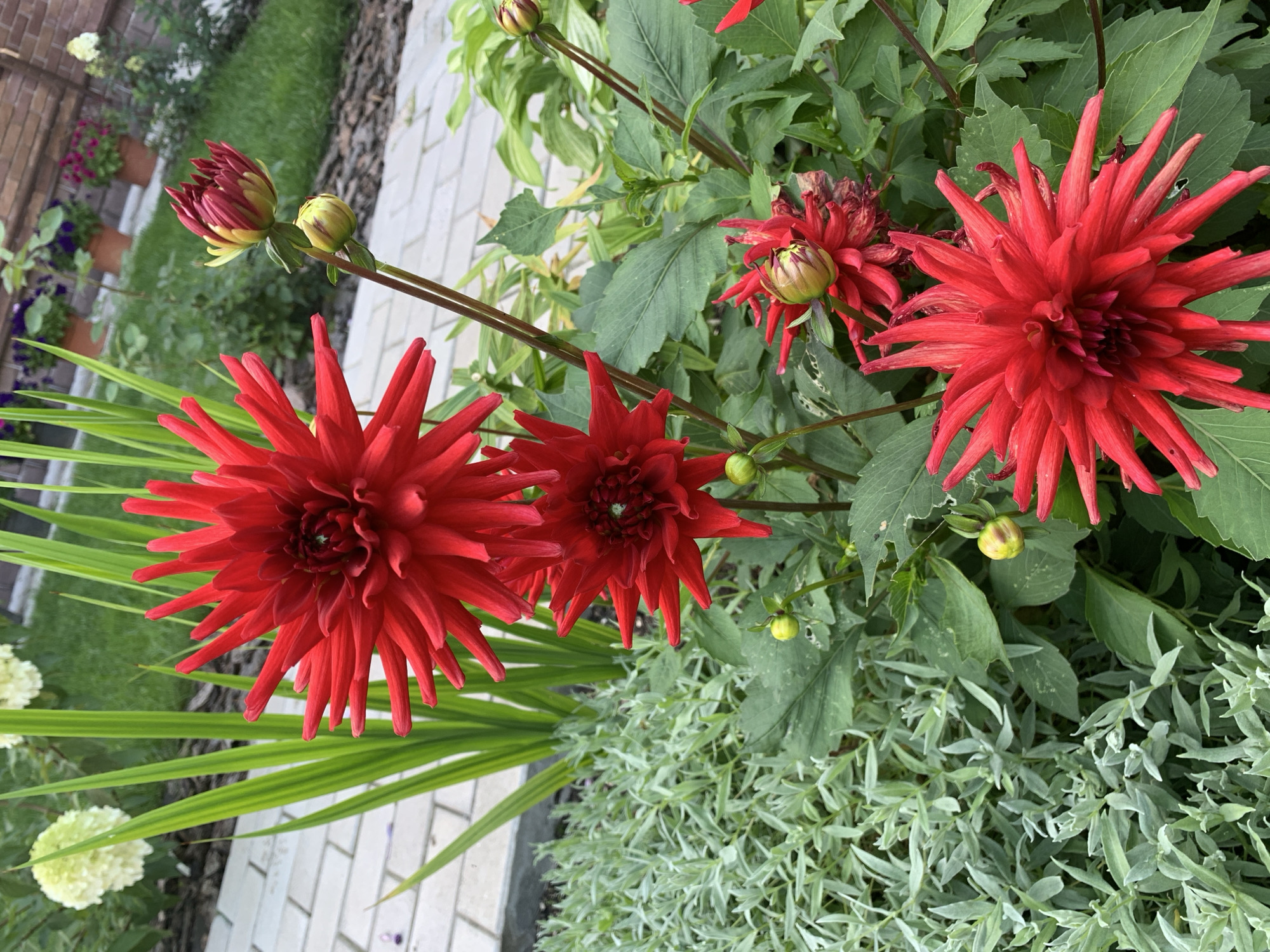 A close-up, eye-level shot captures several vibrant red dahlia flowers in bloom, with delicate buds nestled amongst them. The dahlias are the primary subjects, their sharp, pointed petals creating a starburst effect. They are surrounded by lush green foliage and accented by a low-lying plant with silvery-green, needle-like leaves. In the background, a pathway of light-colored bricks leads into a garden setting with more greenery and a brick wall. Hints of other flowers in pots and a patch of grass are visible. The scene appears to be outdoors, likely in a garden, in the city of Rozhdestveno, Russia. There are no people or animals present. The lighting suggests it is daytime, with natural sunlight illuminating the scene.
