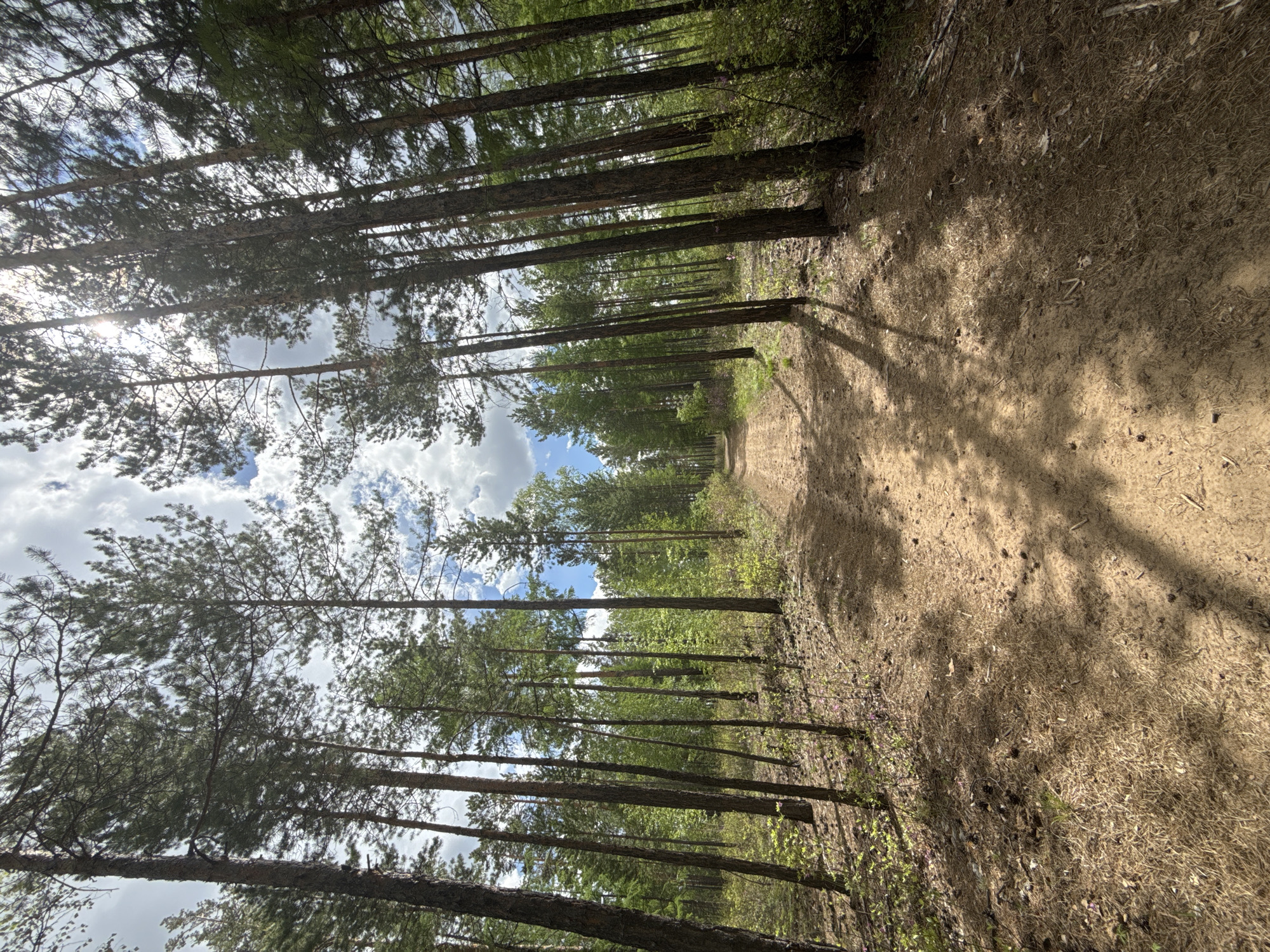 The image depicts a dirt path winding through a forest. Tall, thin trees line both sides of the path, their canopies forming a partial covering above. Sunlight filters through the trees, creating dappled shadows on the ground. The sky is visible through gaps in the foliage, showing patches of blue and white clouds. The ground is covered with fallen pine needles and other natural debris. The image suggests a location in a wooded area, likely a park or forest preserve.