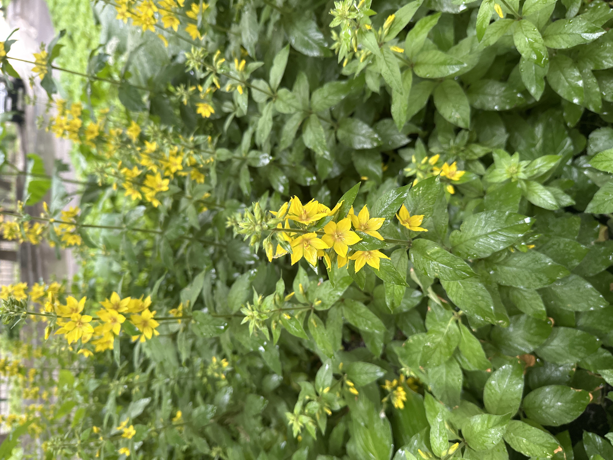 This is a close-up, eye-level shot of a dense cluster of bright yellow flowers and green foliage. The leaves are wet, indicating recent rain or dew, and appear to be small and oval-shaped. The flowers are star-shaped with five pointed petals and grow in clusters on upright stems. The background is blurred, but suggests an outdoor urban setting with hints of pavement and possibly vehicles. No people or animals are visible.
