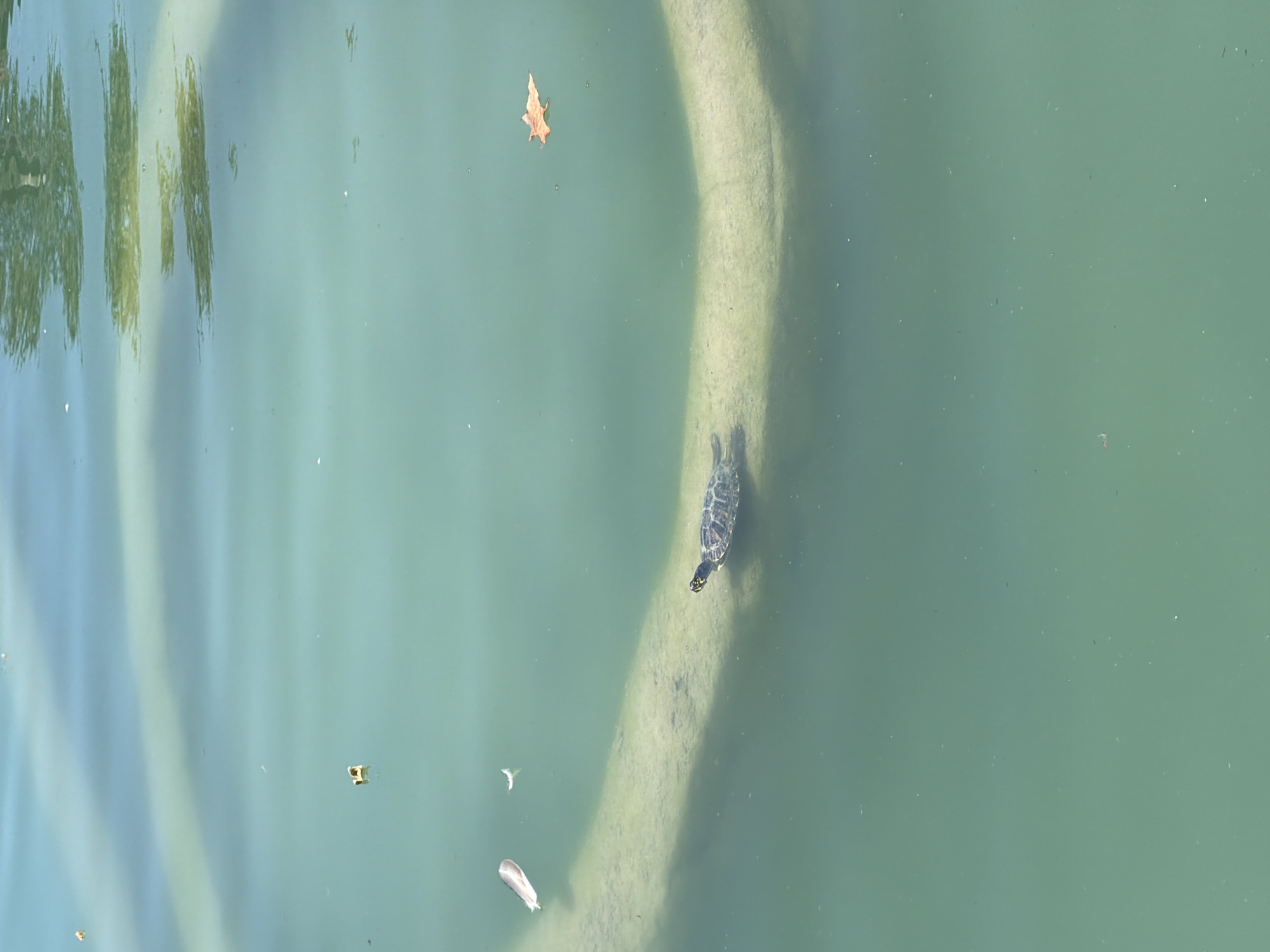 A turtle is perched on a curved, light-colored object submerged in green water. The turtle is facing to the left, with its head visible and its shell patterned. The object it rests on appears to be a concrete or stone formation. Several small, light-colored specks, possibly debris or small plants, are scattered on the surface of the water. In the upper portion of the image, reflections of trees and sky are visible on the water's surface. A single orange leaf floats on the water to the right of the turtle. The scene is likely an outdoor body of water, such as a pond or fountain, possibly within a park or natural area.